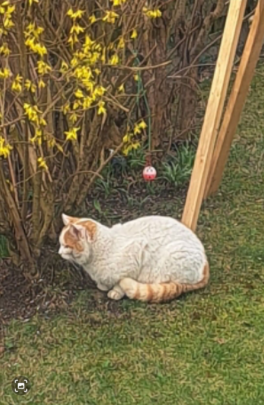 Schlumpfi - Säumerweg, Neuschönau