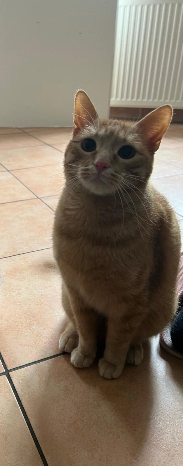 Flash - Ts 26, Taching am See