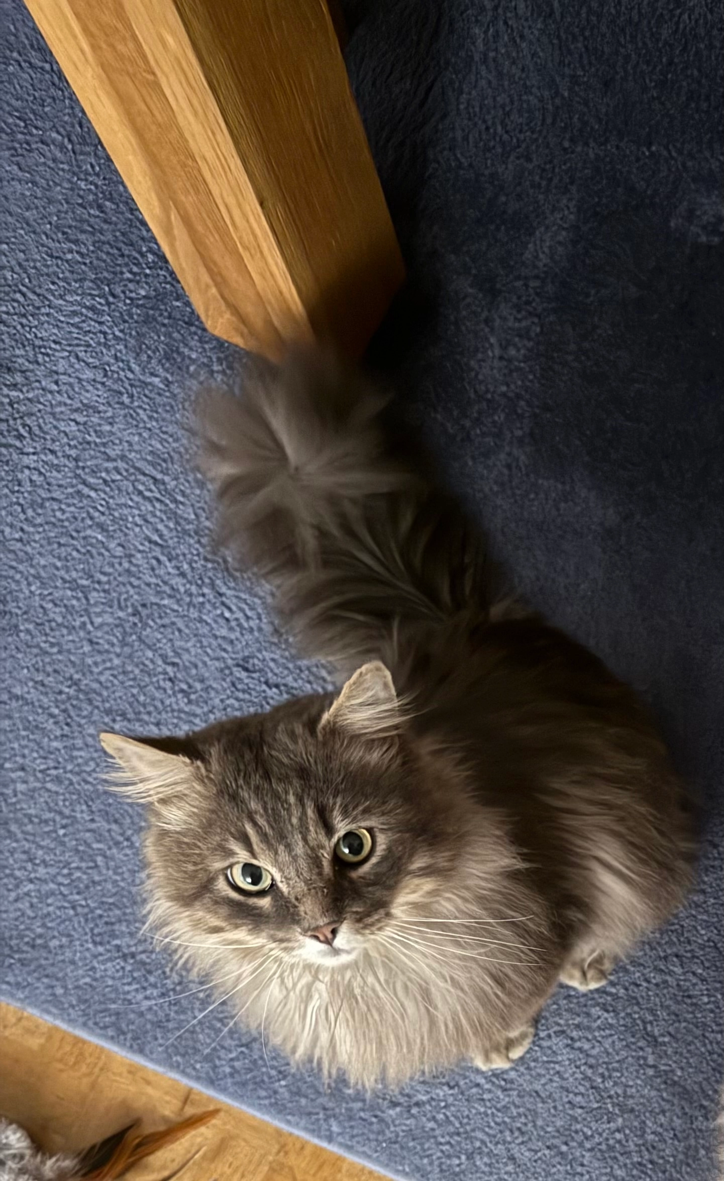 Balu - Taxisstraße, Rosenheim