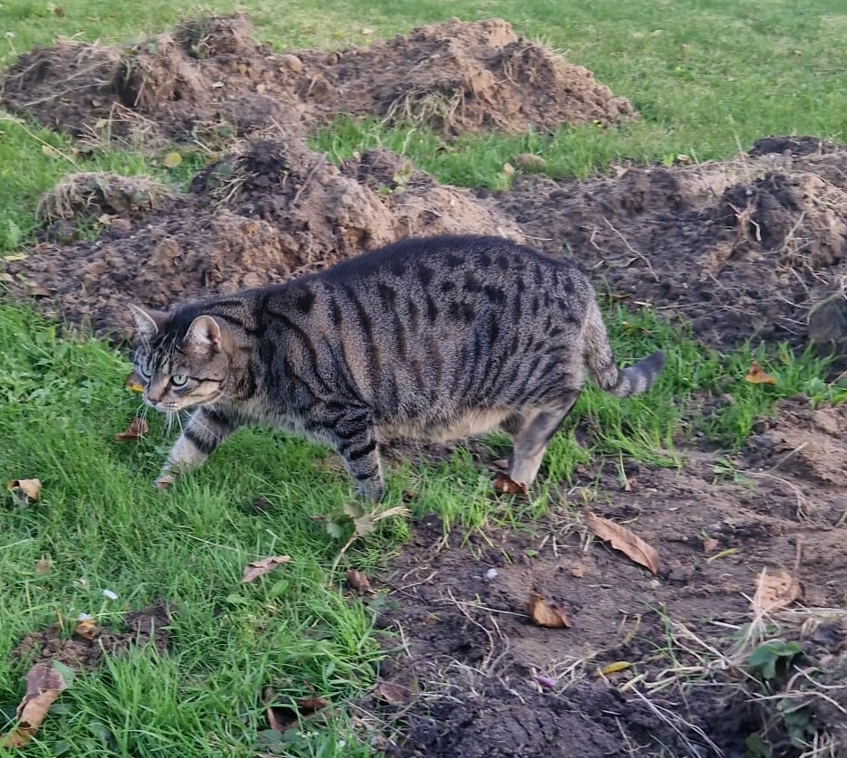 Bruni - Karolinger Straße, Rheinberg