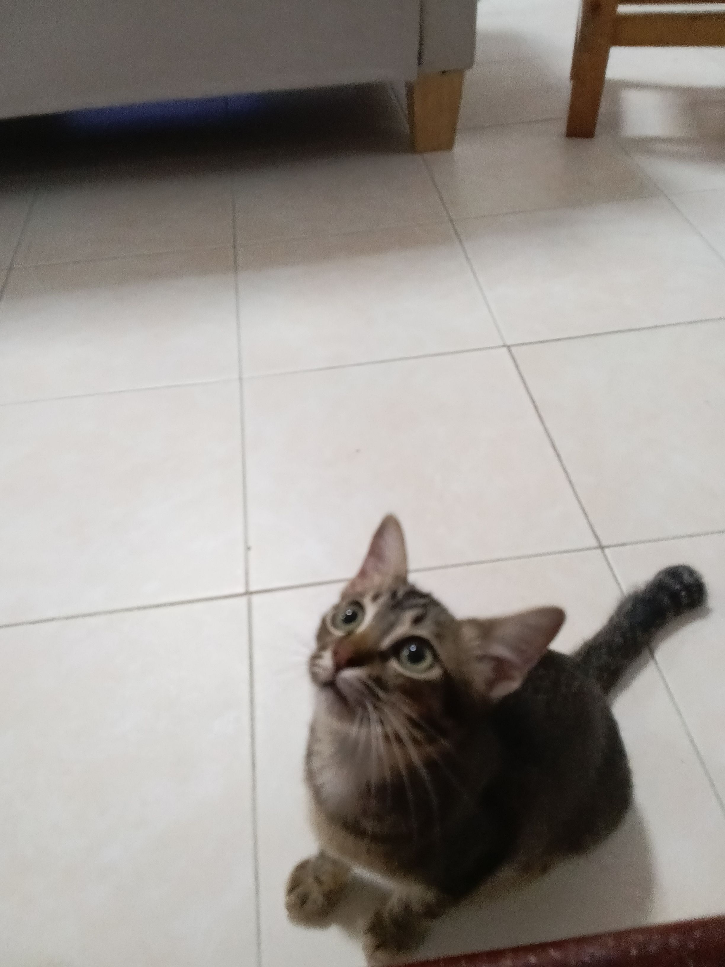 Amin - 71760, Bandar Enstek