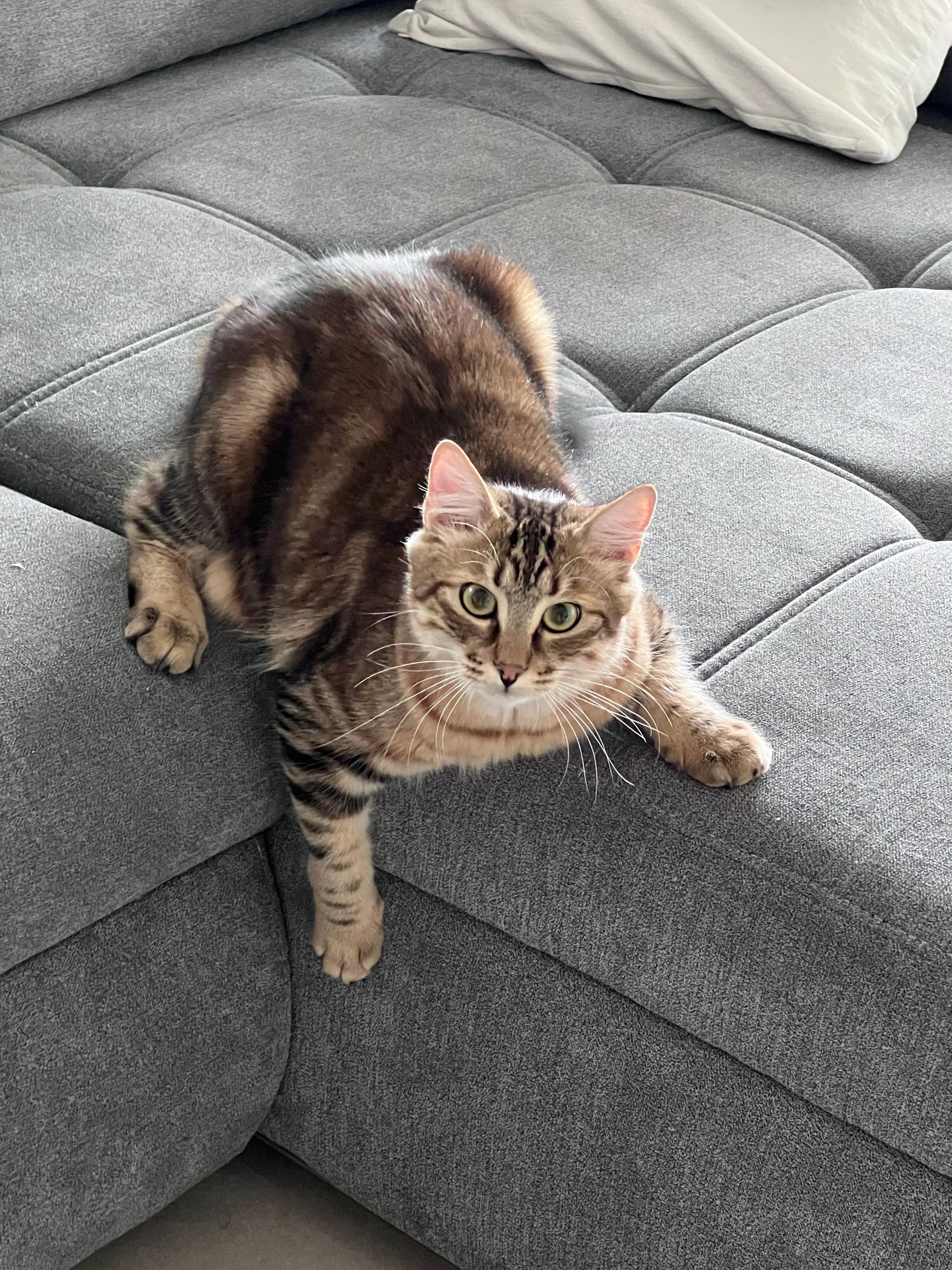 Biscuit - Route de Divonne 39, Nyon