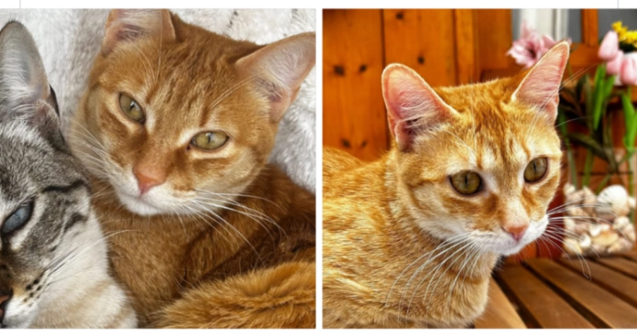 Manga - Rua Cristóvão Pires Norte, Almancil