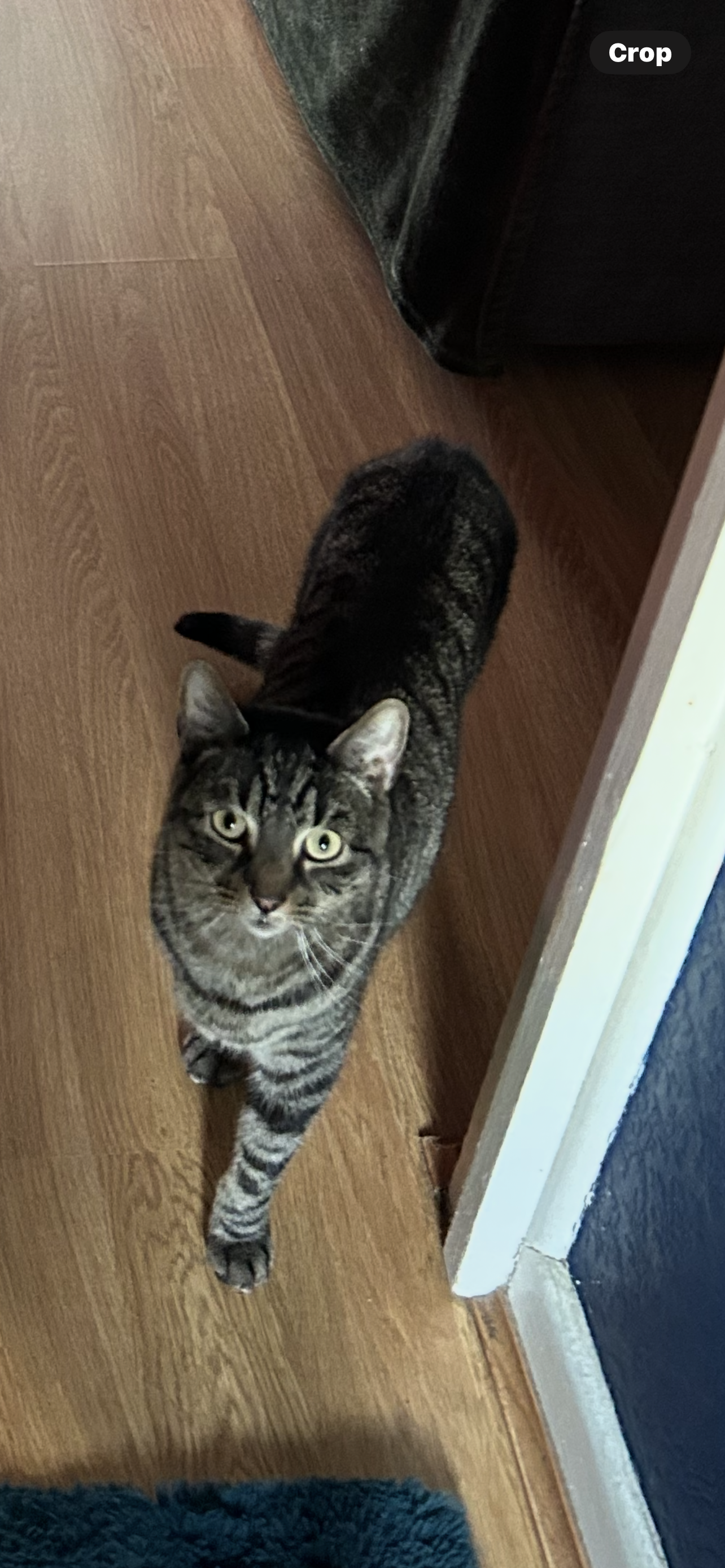 Buddy - Cabin Lane, Oswestry