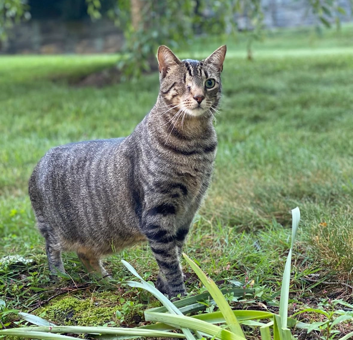 Earl - Rua Jaime Thompson 20, Cascais