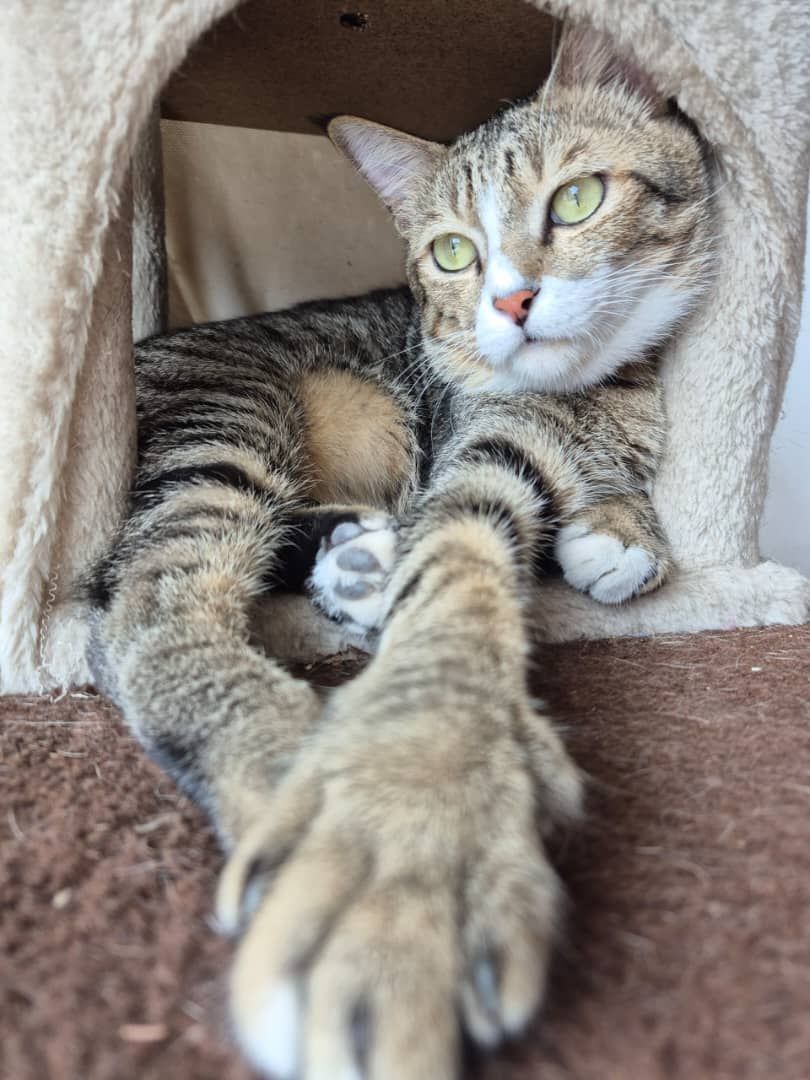 Gorgon - 85000, Segamat