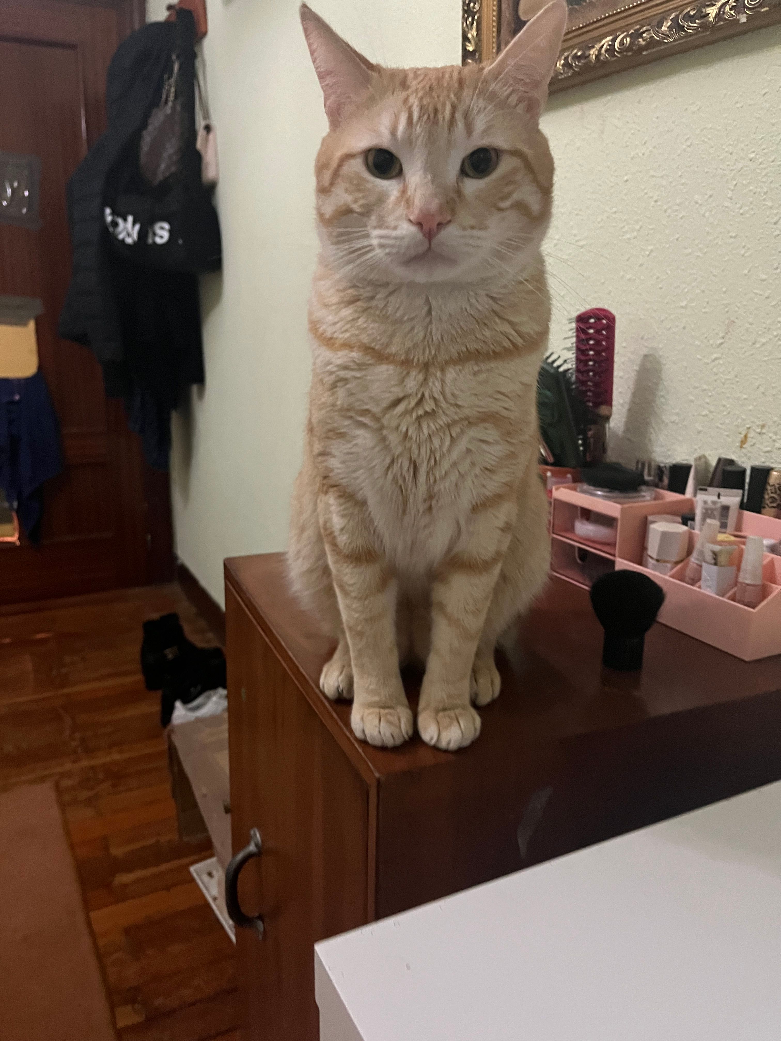 Michi - Casco Viejo, Bilbao