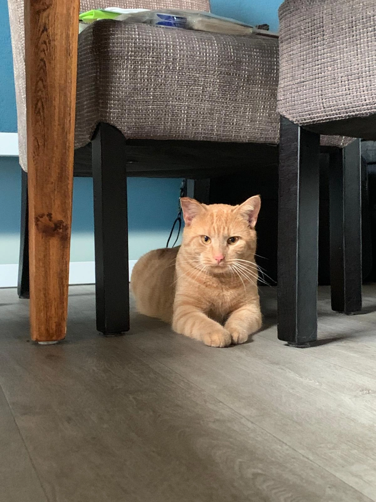 simba - Talenkamp, Oosterboer