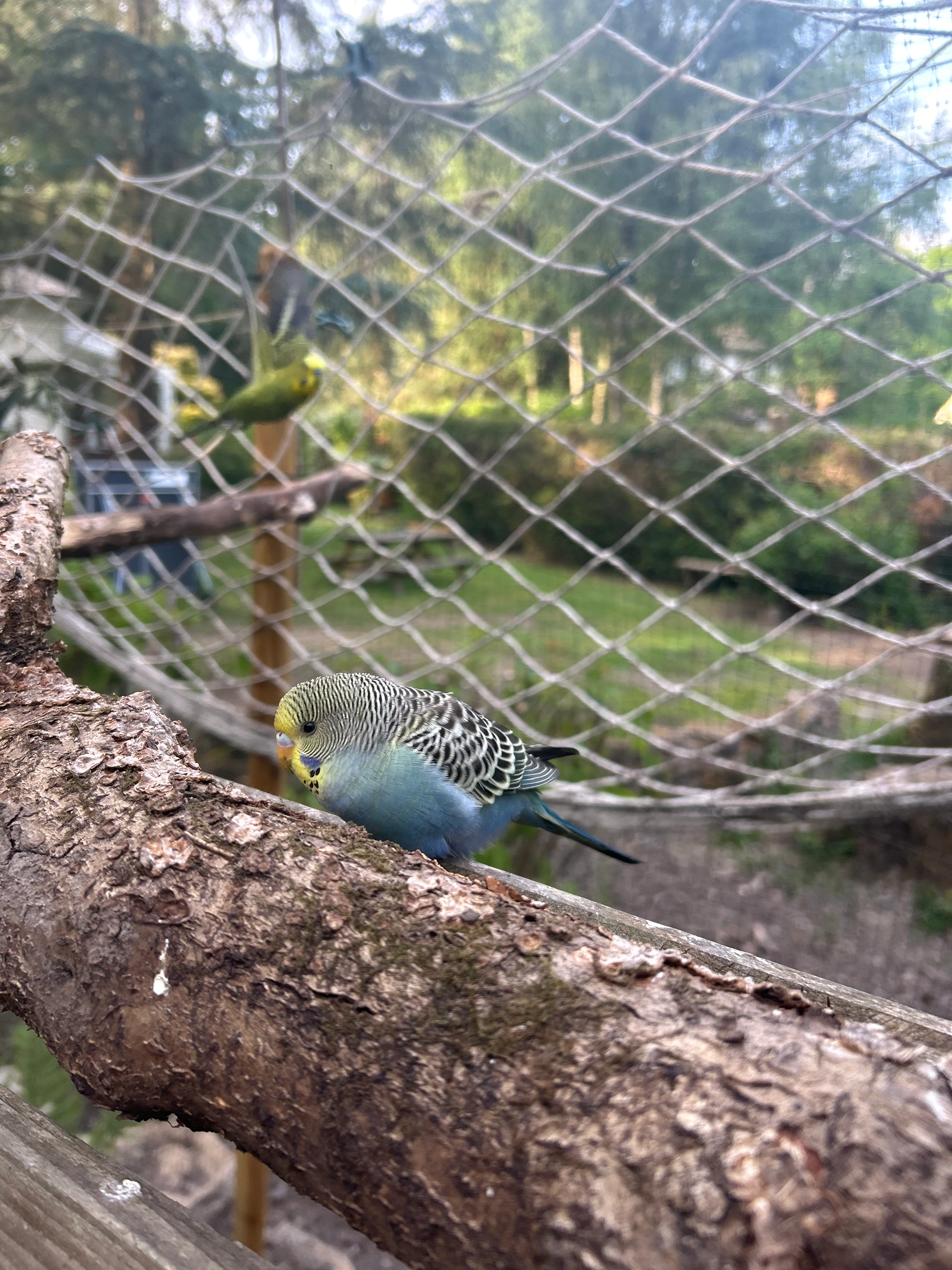 Titi-coco - 8 Rue de l'Étrier, Rambouillet