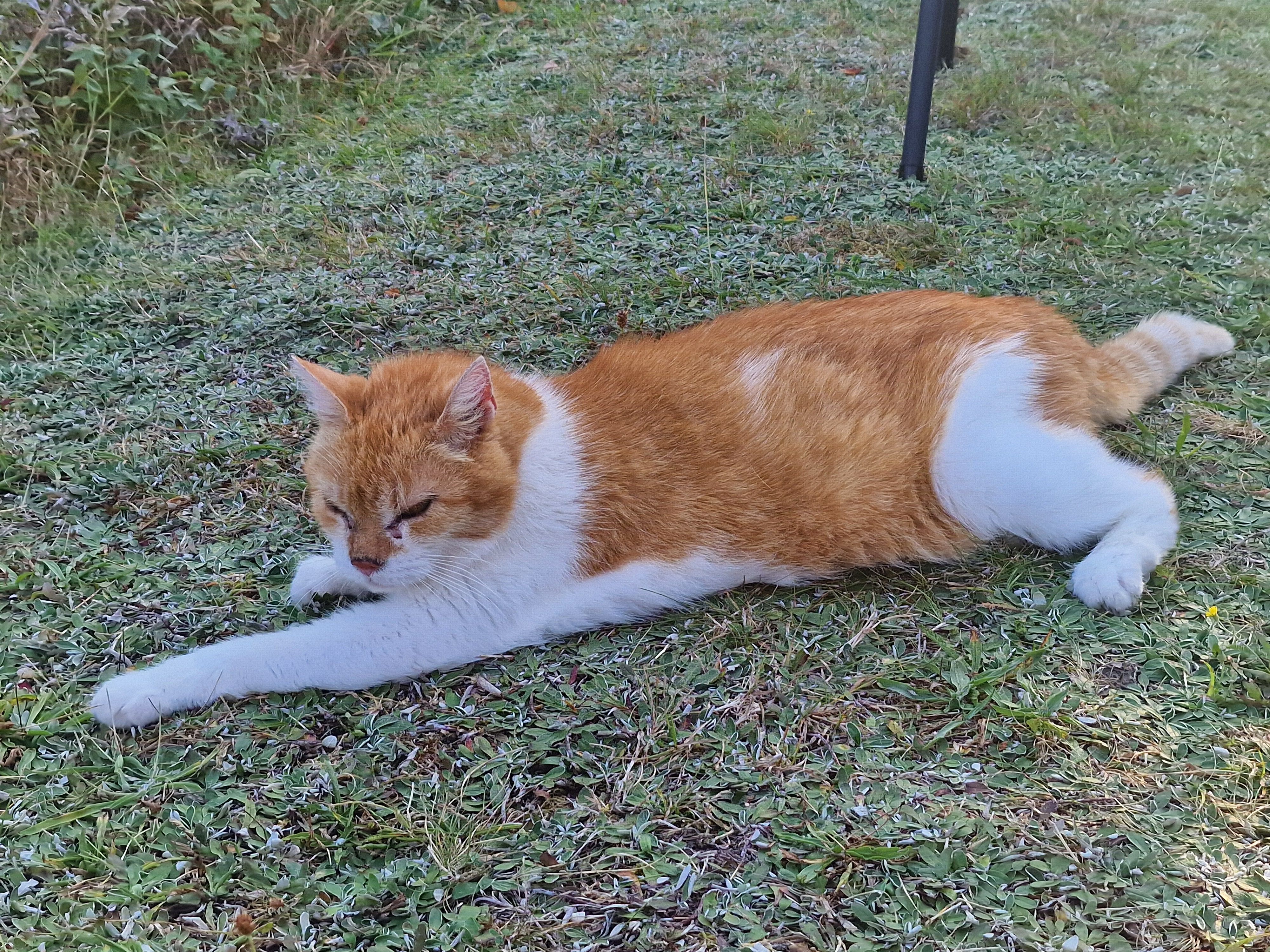 Felix - Damaschkestraße, Großröhrsdorf