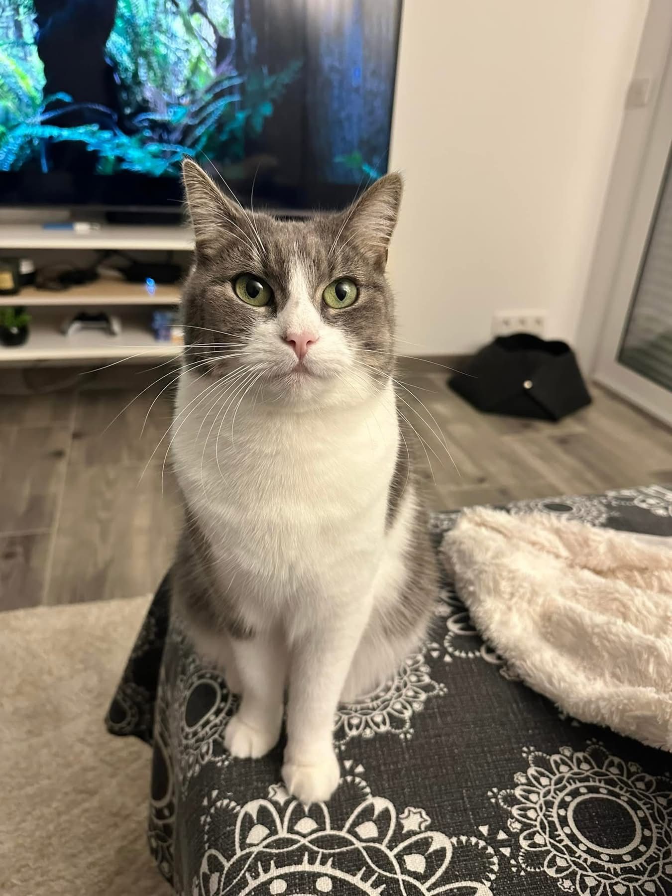 Nala - 44 Rue du 8 Mai 1945, Rinxent