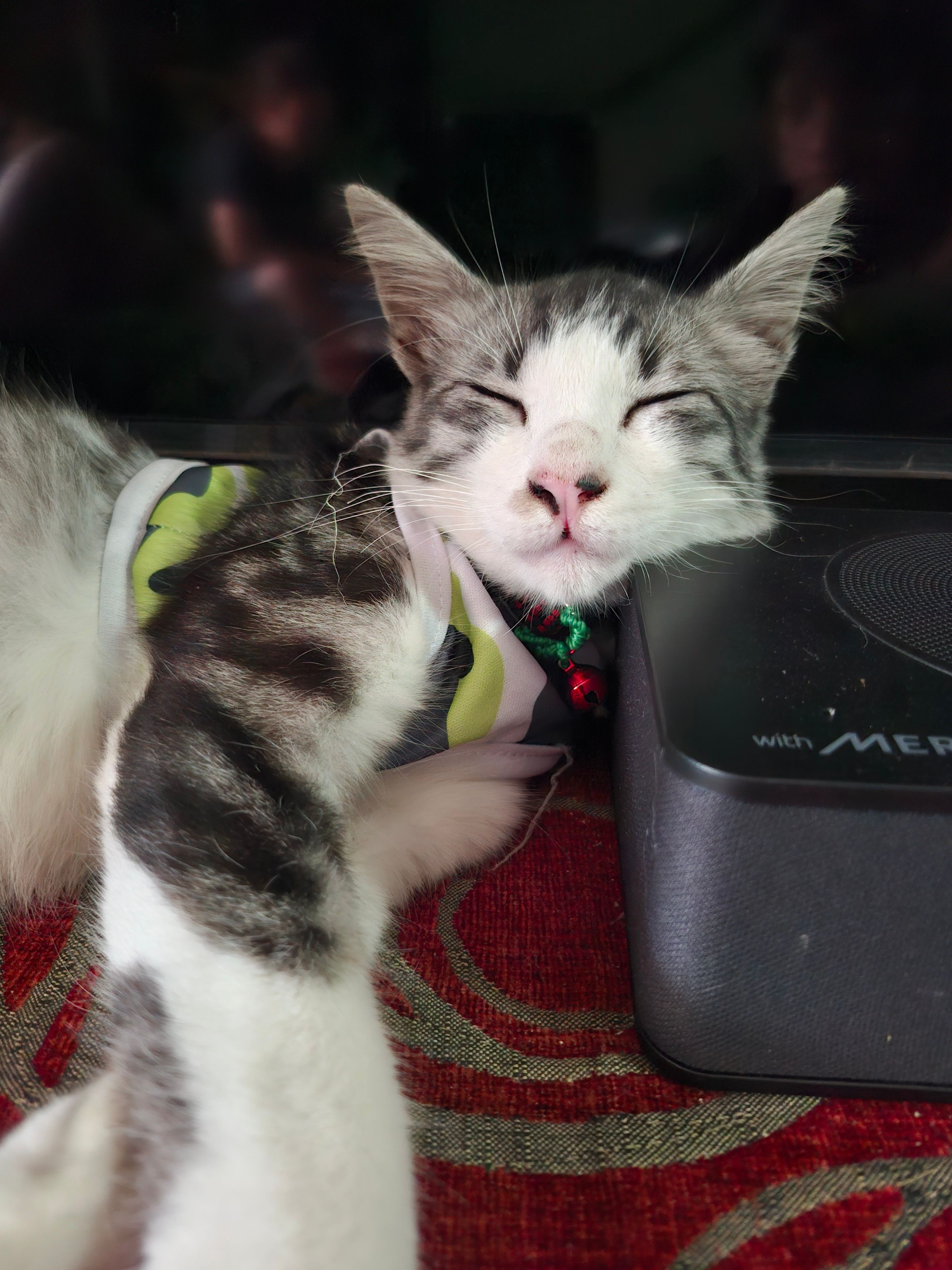 Simba - Jalan Anggerik Doritis 31/124, Klang