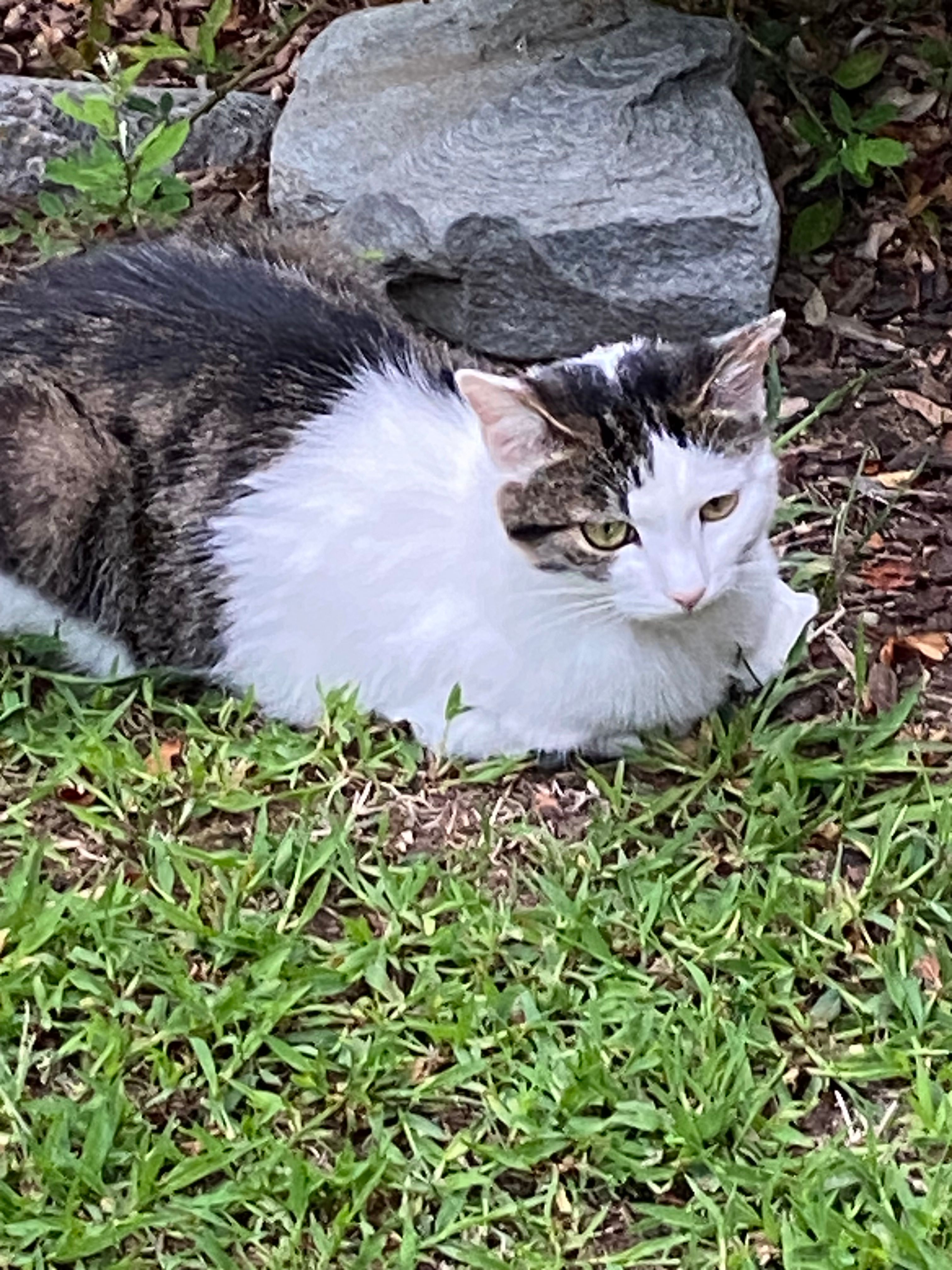 Oreo - Via Alla Monda, Vezia