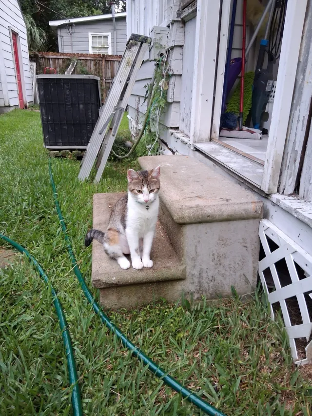Tinkerbell - Gilbert St, Mobile