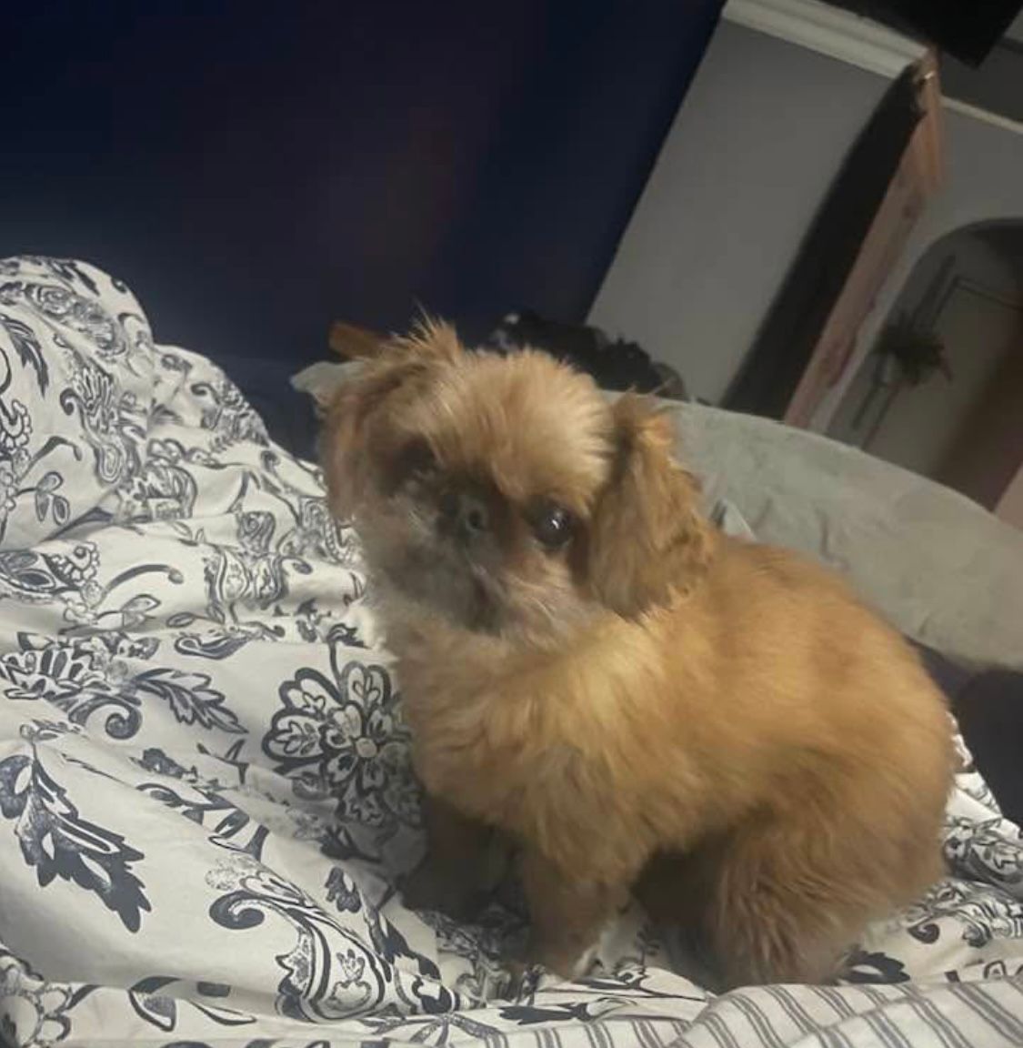 Coco - SY11 2, Oswestry