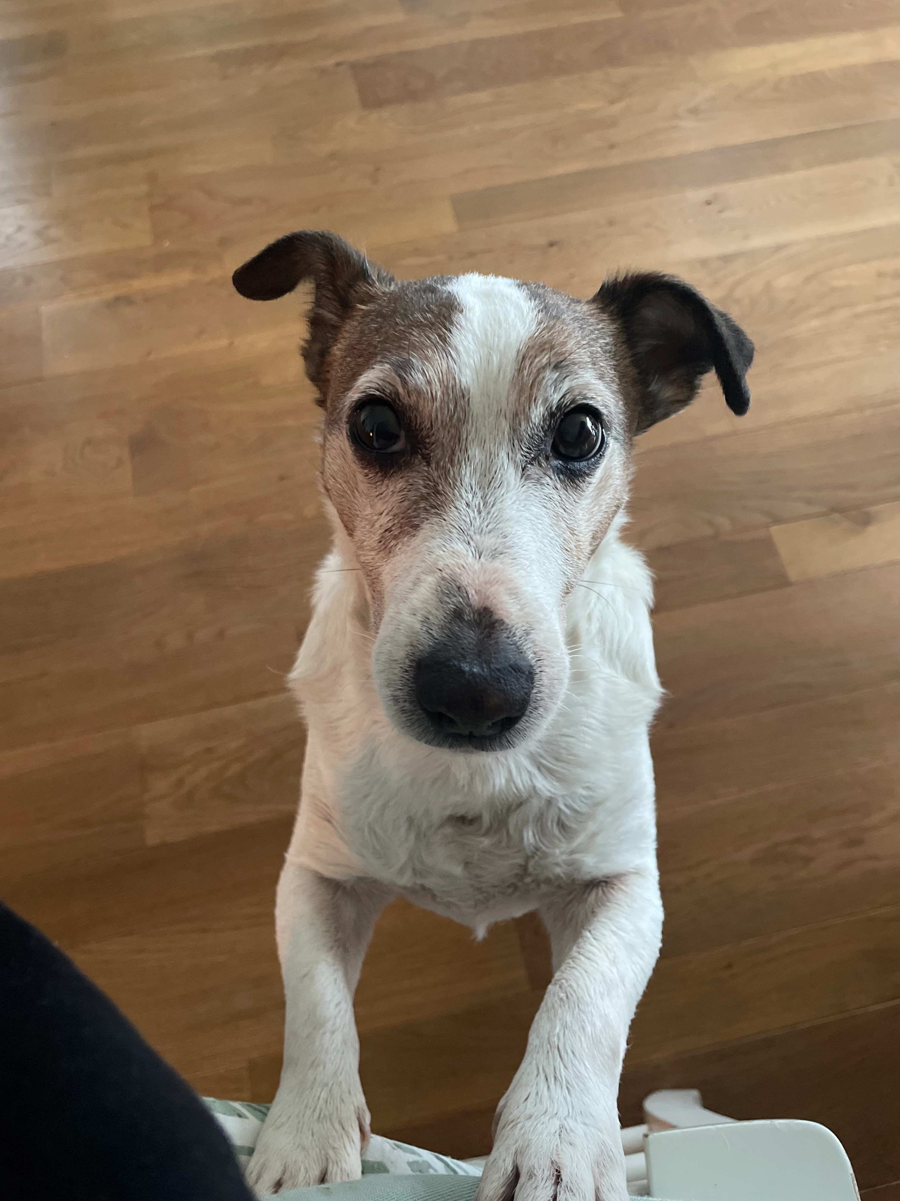 Hercule - 13 Rue des Gabiraux, Sainte-Marie-de-Vaux