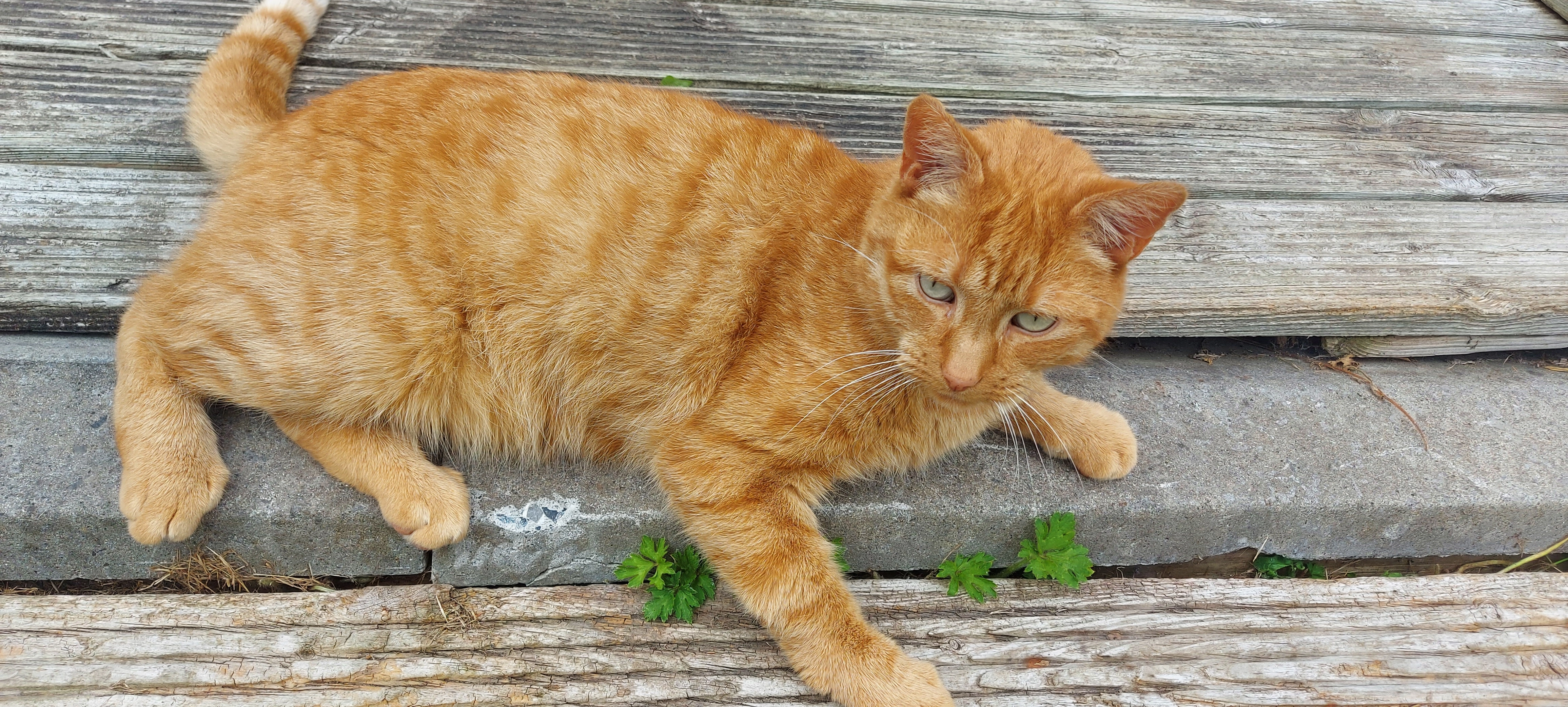 Garfield - Old Kilmeadan Road, Killoteran