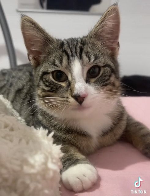 Jamie - Bernsteinstraße (Mannersdorf an der March), Angern an der March