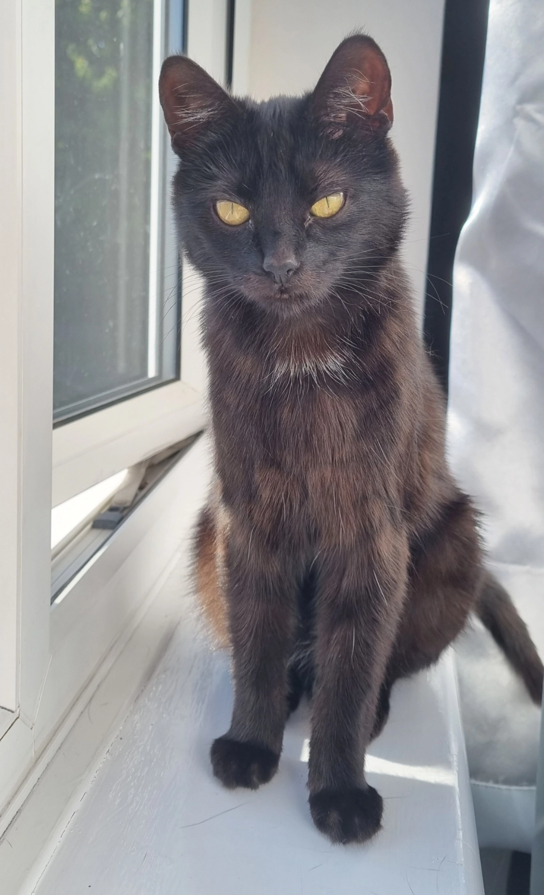 Juno - Llewelyn Avenue, Colwyn Bay