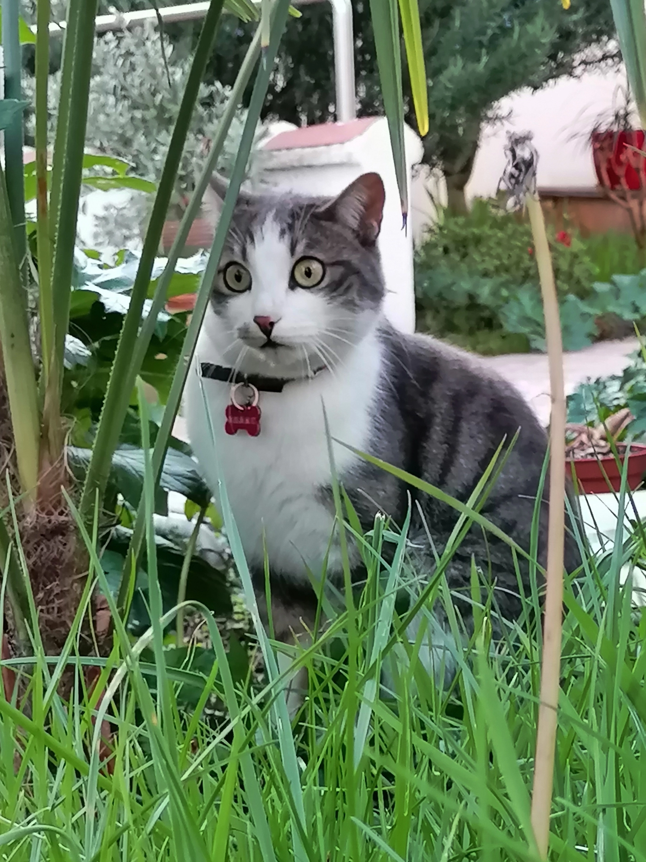 Charlie - 15 Rue de l'Égalité, Cenon