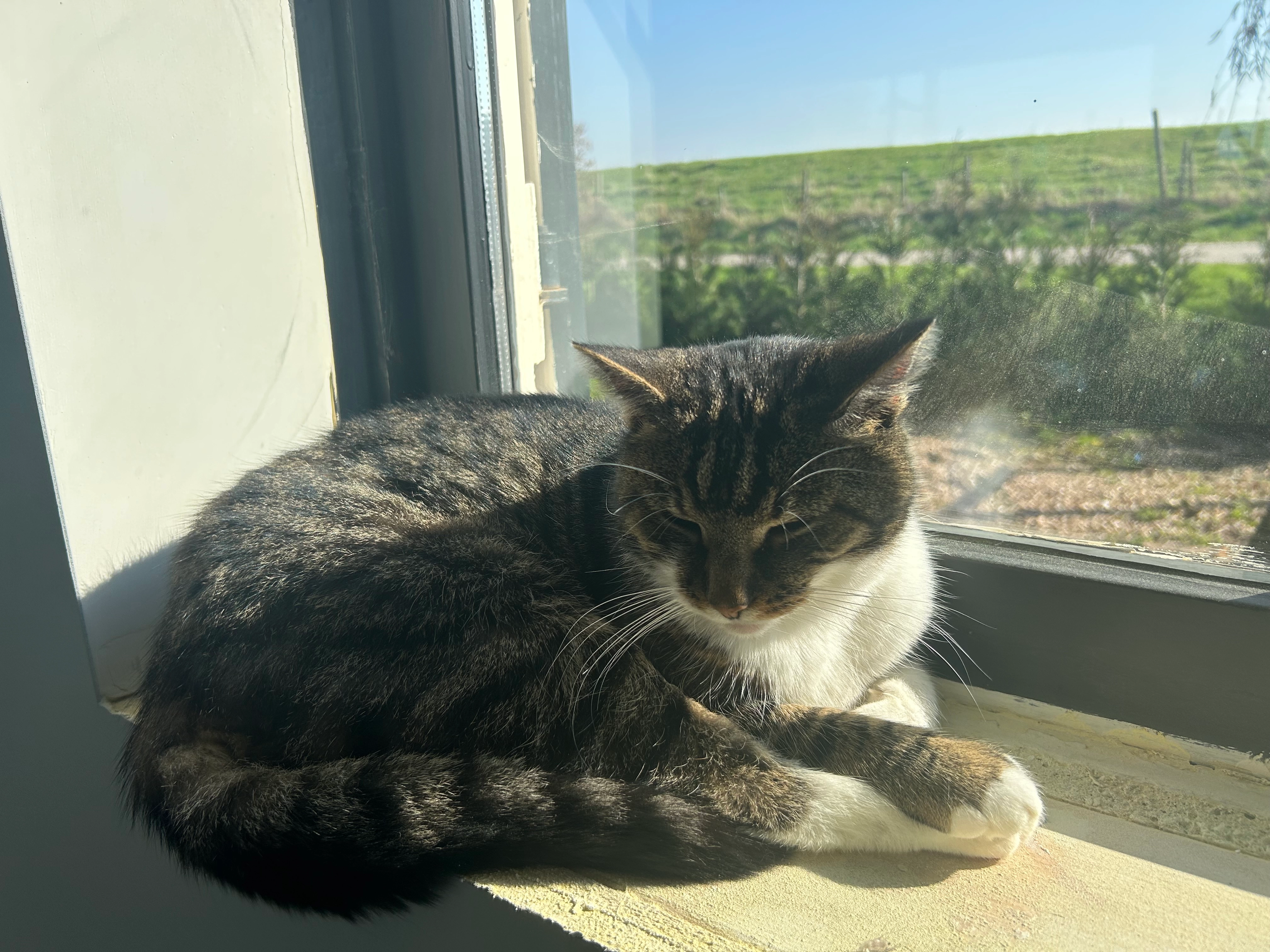 MIa - 4455, Nieuwdorp