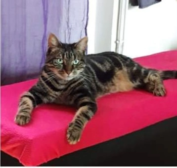 Angel - 2 Place de la République, Bellême