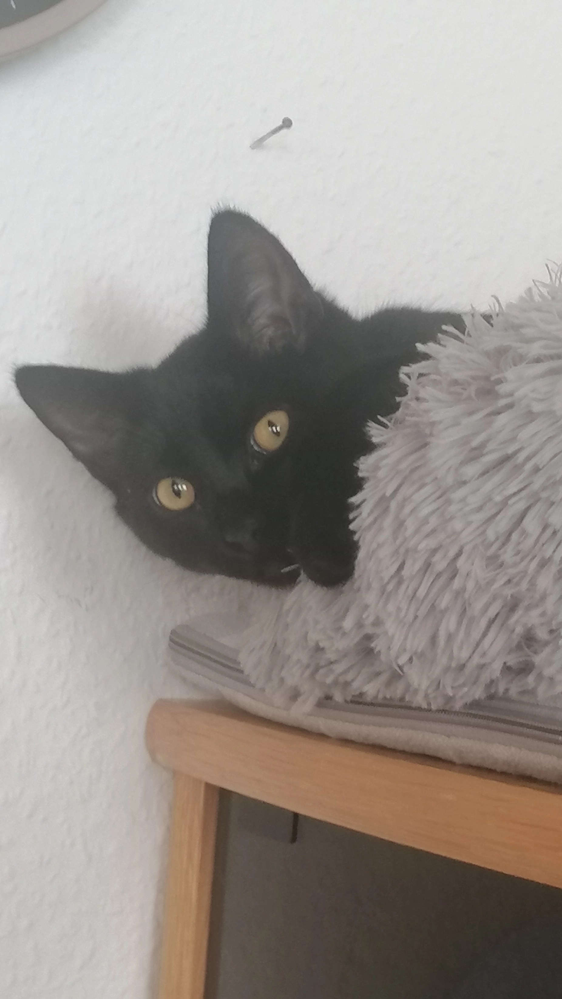 Bobby - Burgstraße, Albstadt