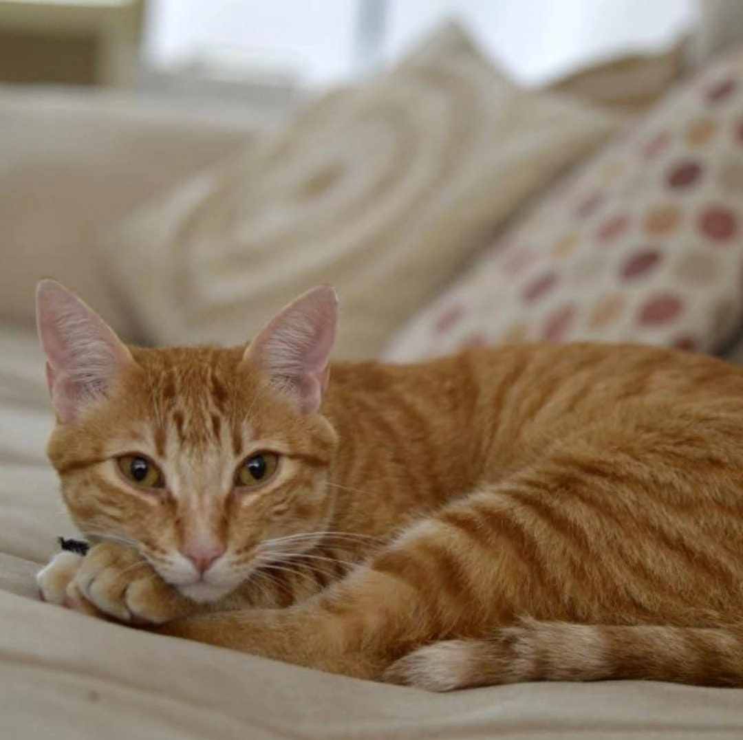 Pupuso - Calle Maestro Barbieri, Alcobendas