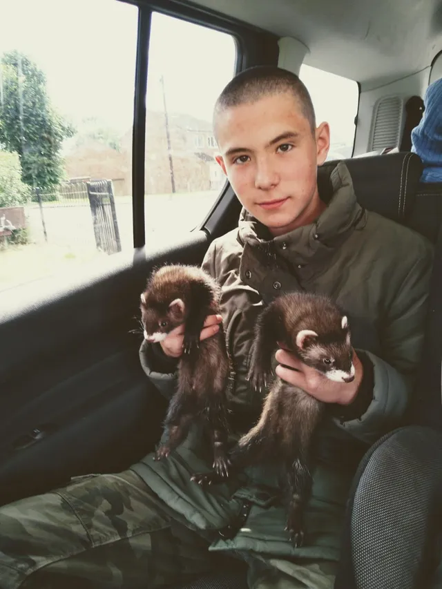 Ferret - Newton Lane, Warrington