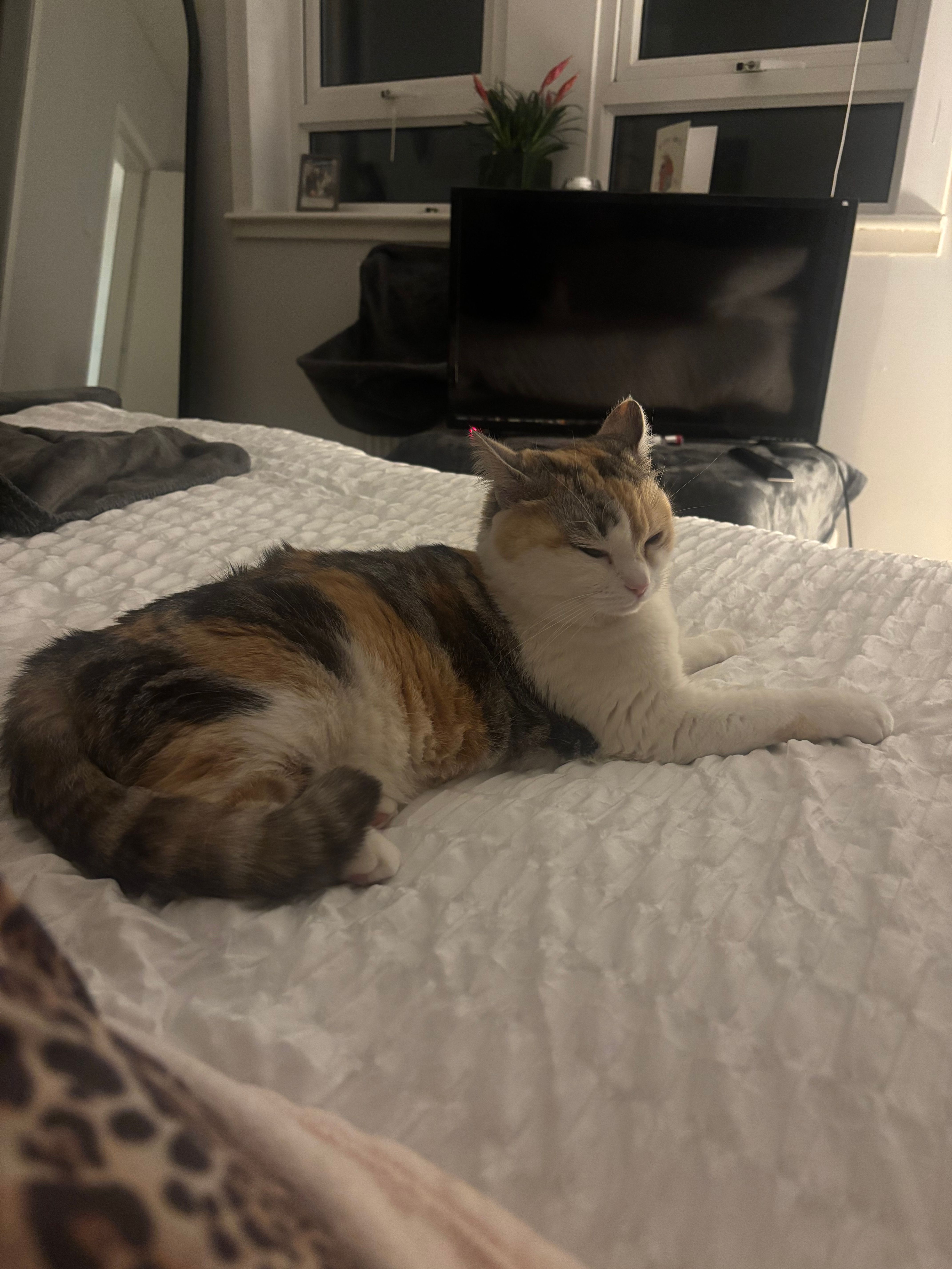 Penny - 60 Picken Street, Kilmarnock