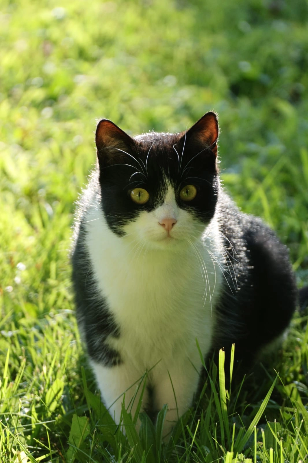 Kitty - Friedhofgasse, Rehau