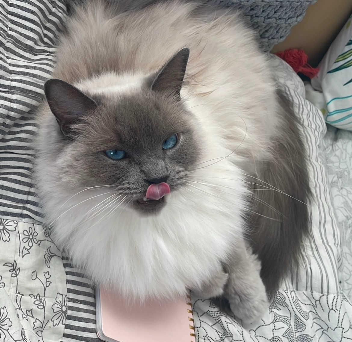 Topaze - Rue des Remparts, Le Loroux-Bottereau