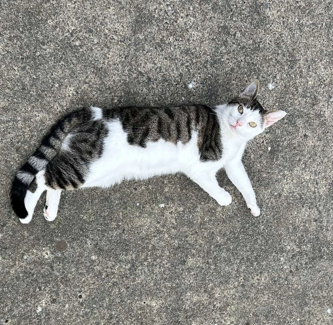 Binx - Manor Saint John, Waterford