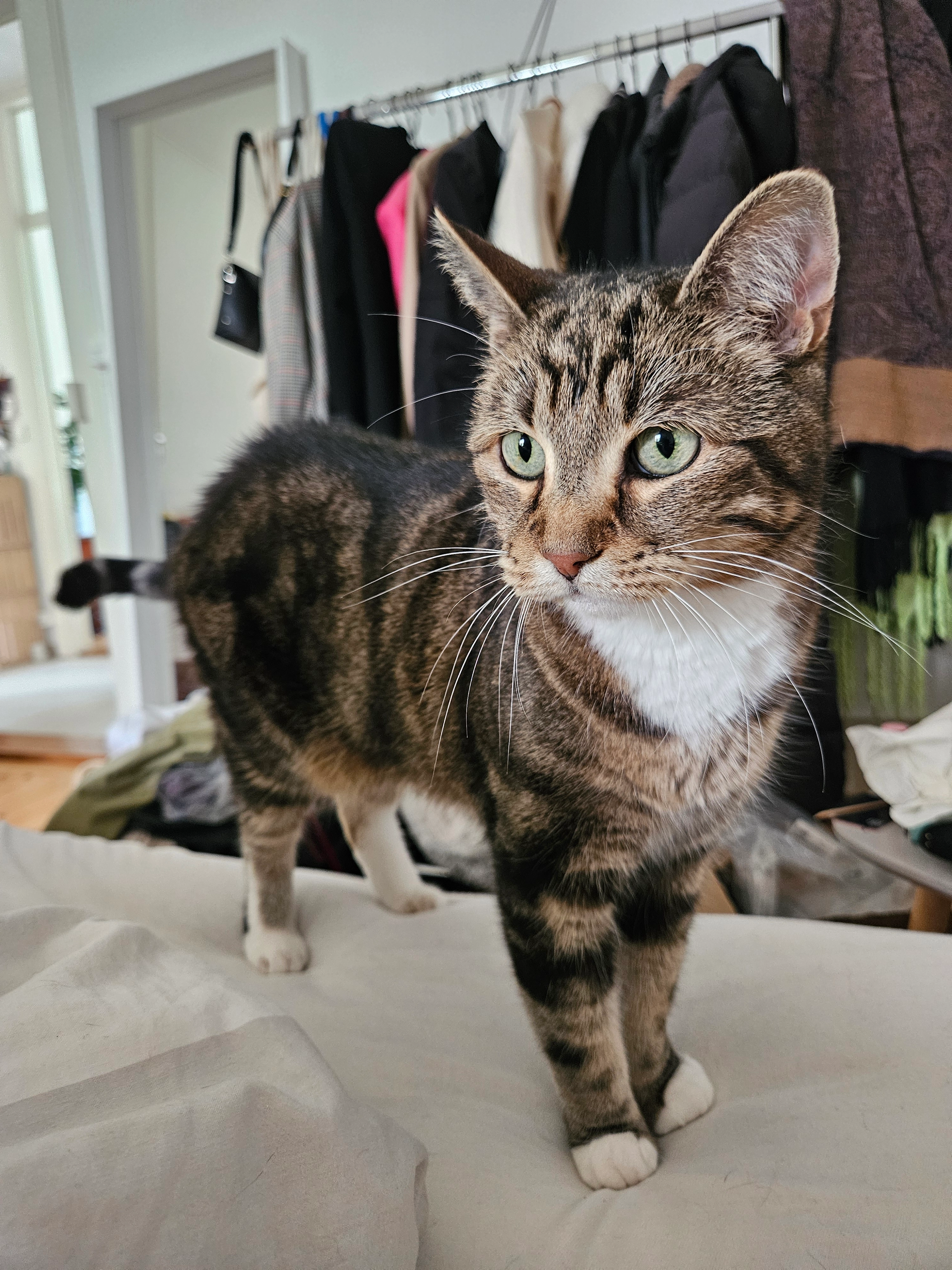 Mew - Avenue du Temple 7, Lausanne