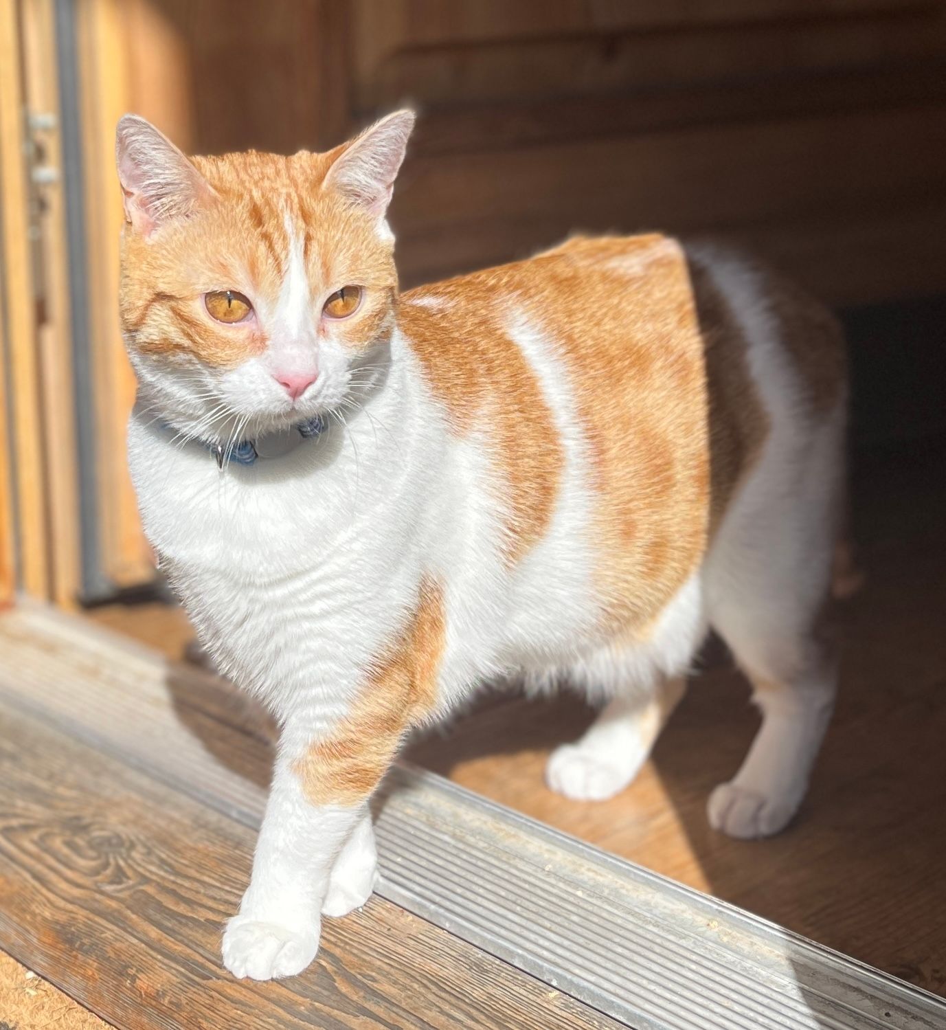 Kalea - Schulhausstrasse, Bettmeralp