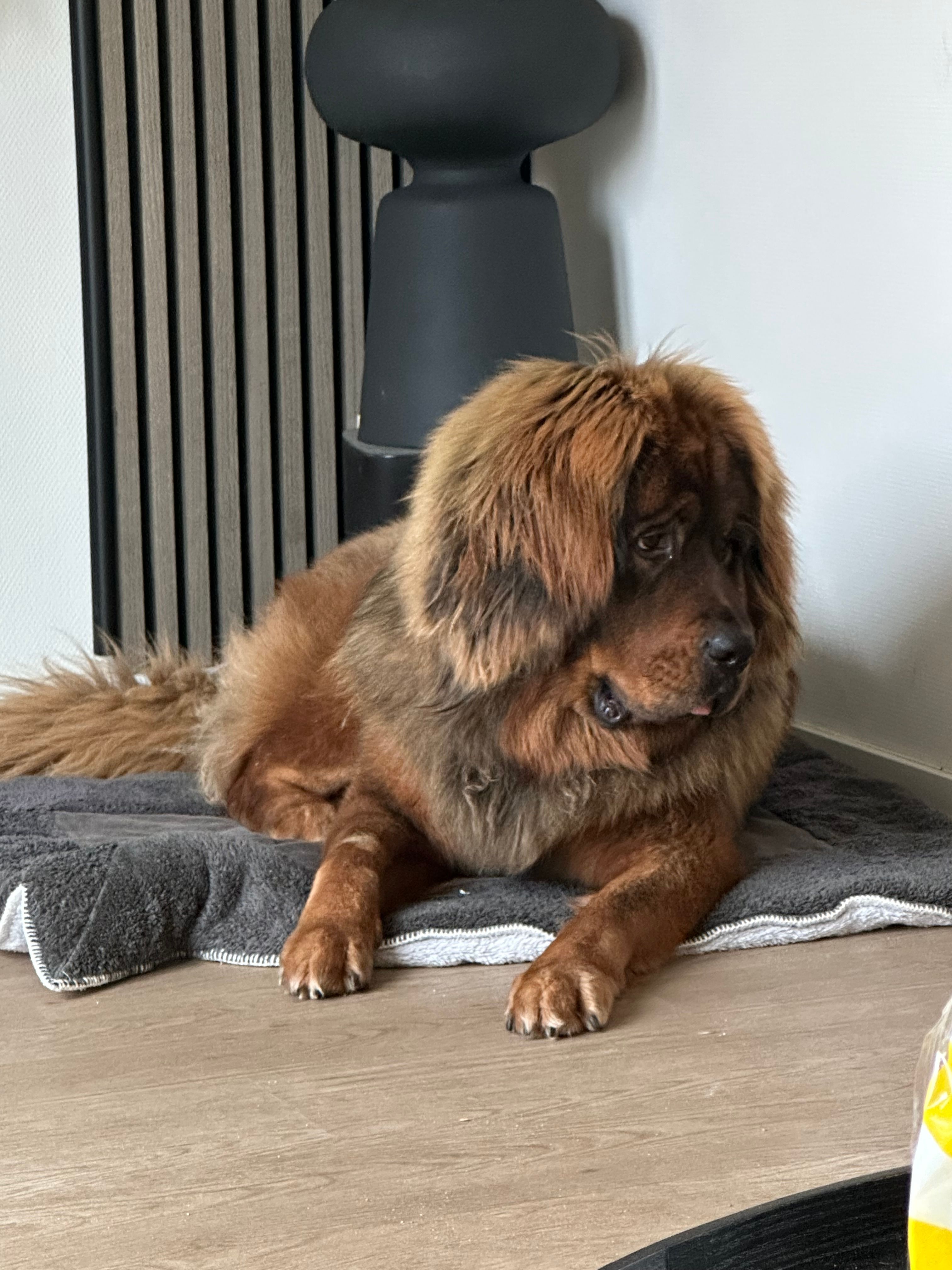 Chief - Duygu Asenastraat, Almere