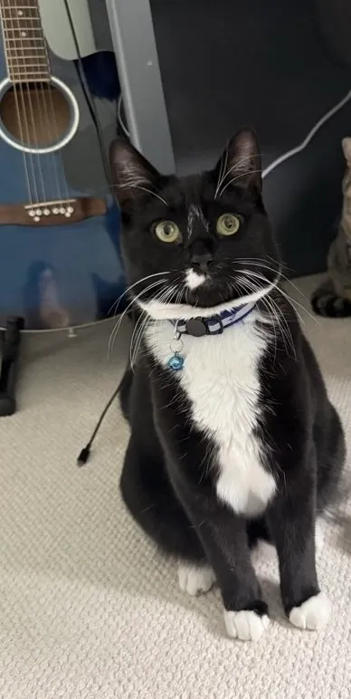 Loki - Brouncker Road, London
