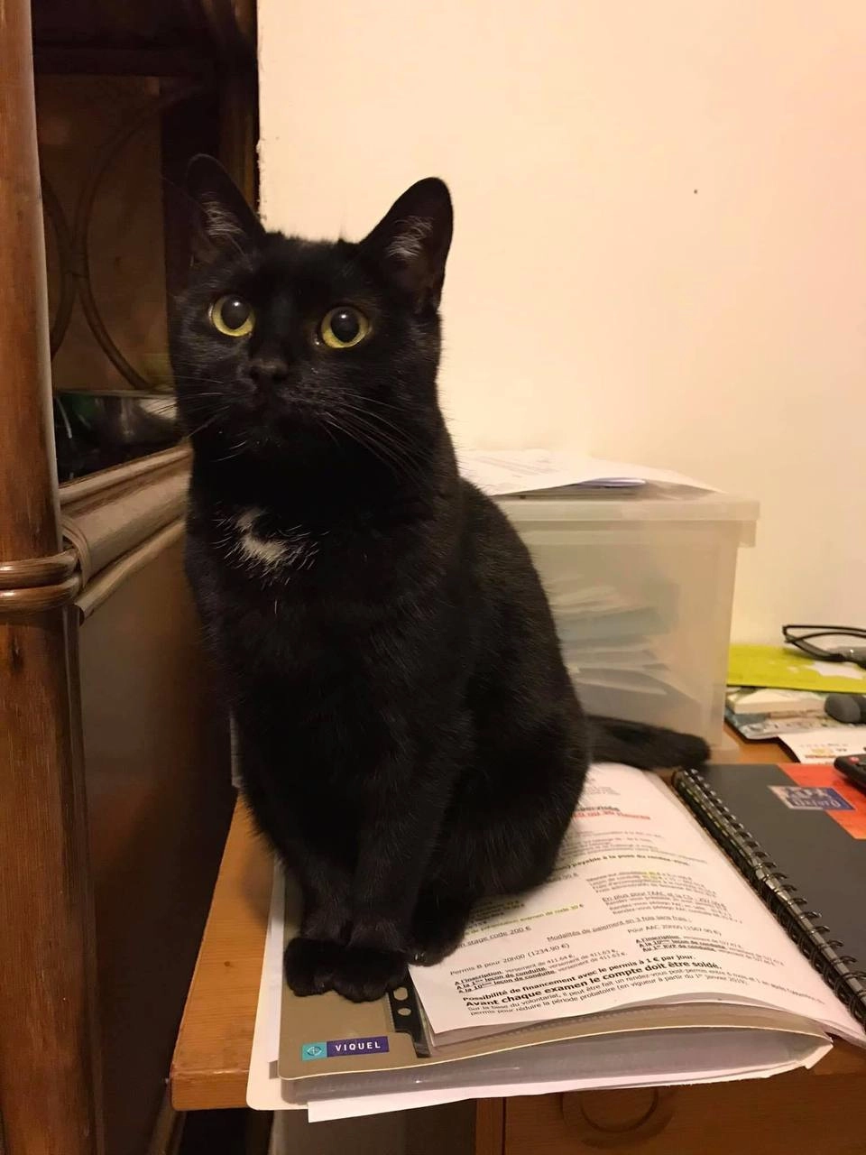 Zoé - Rue de Brizeux, Rennes