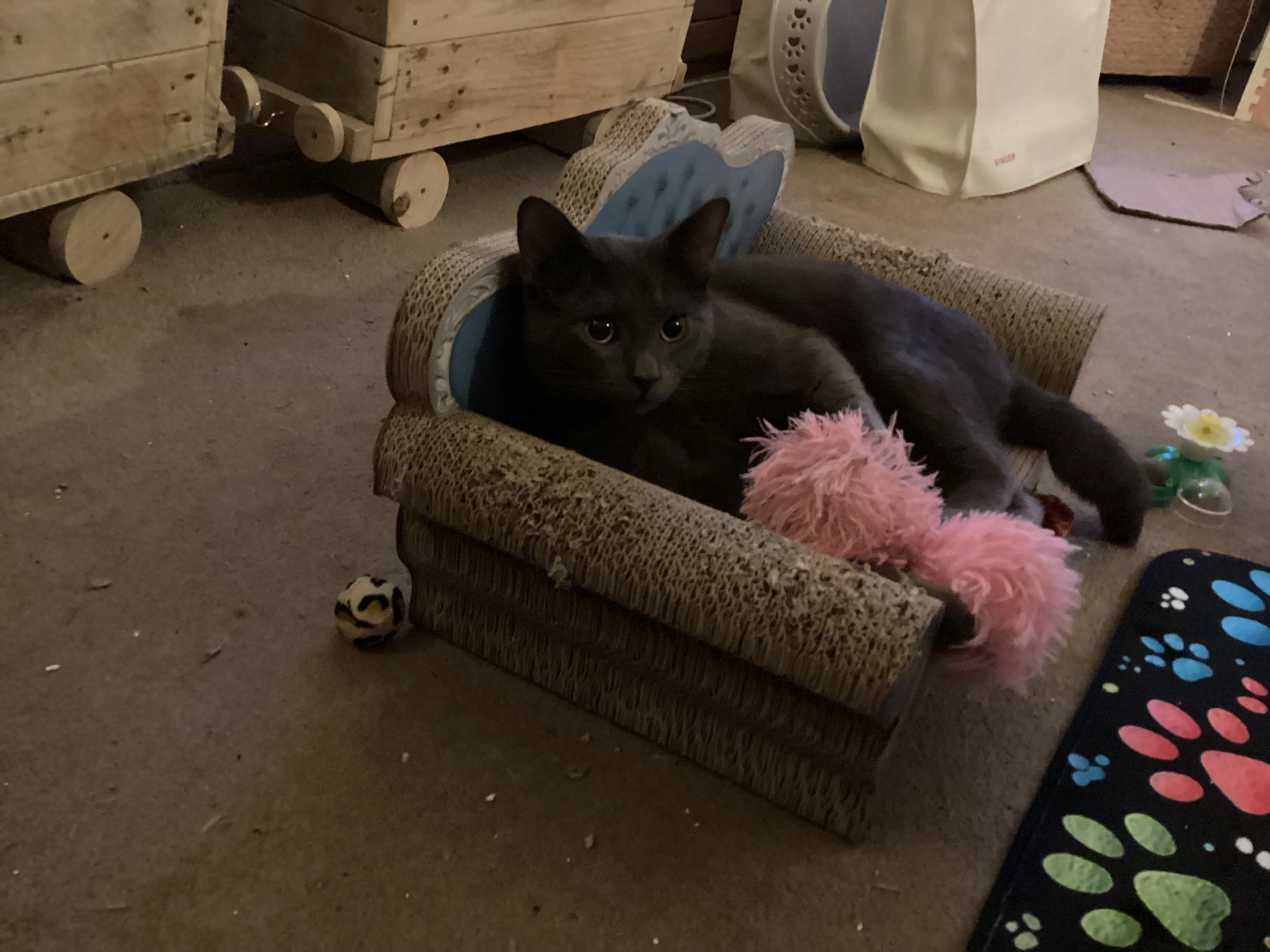 Pipi  - Cleave Road, Gillingham