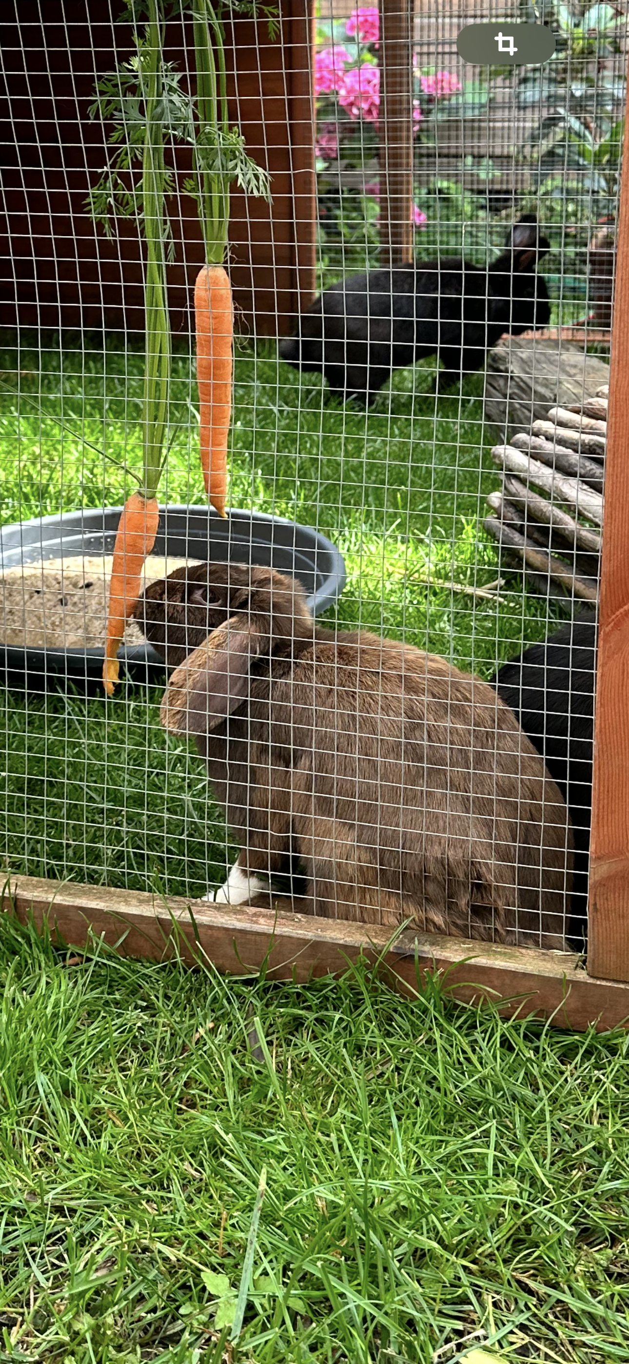 Socke - Am Feuerschanzengraben, Göttingen