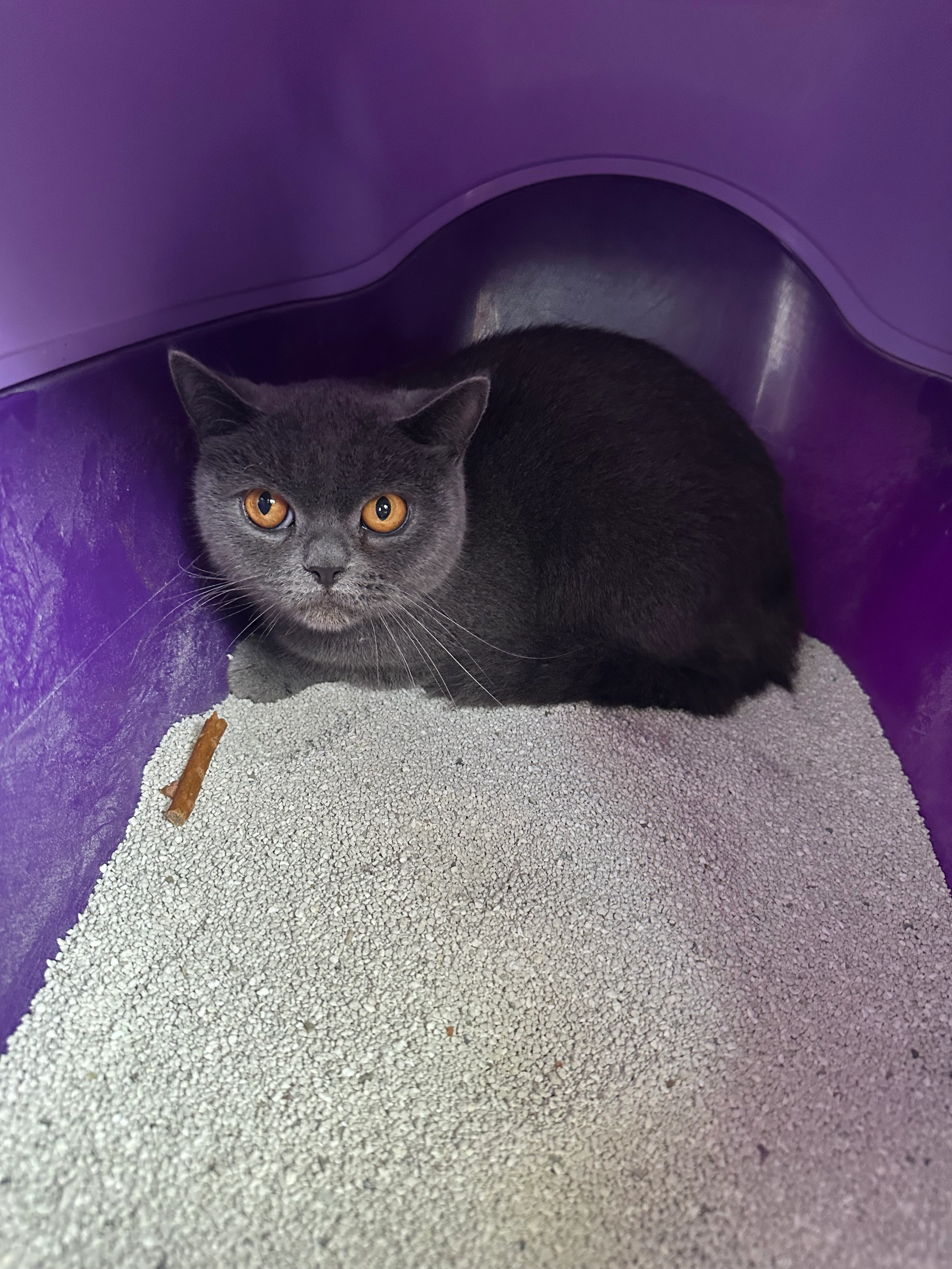 Meli - Heinrich-Heine-Straße, Osnabrück