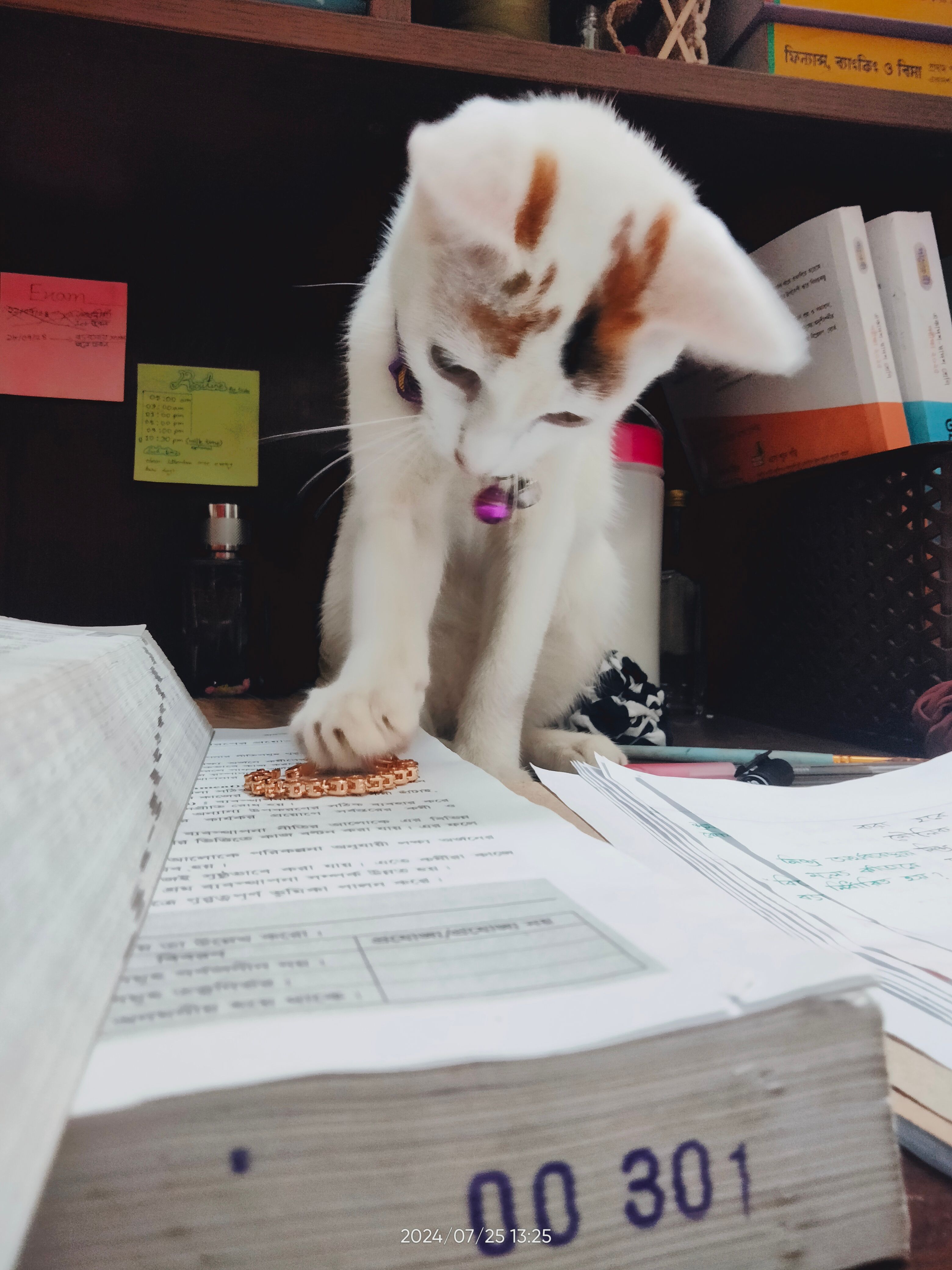 Silky - Chittagong Kotwali Thana, Chittagong