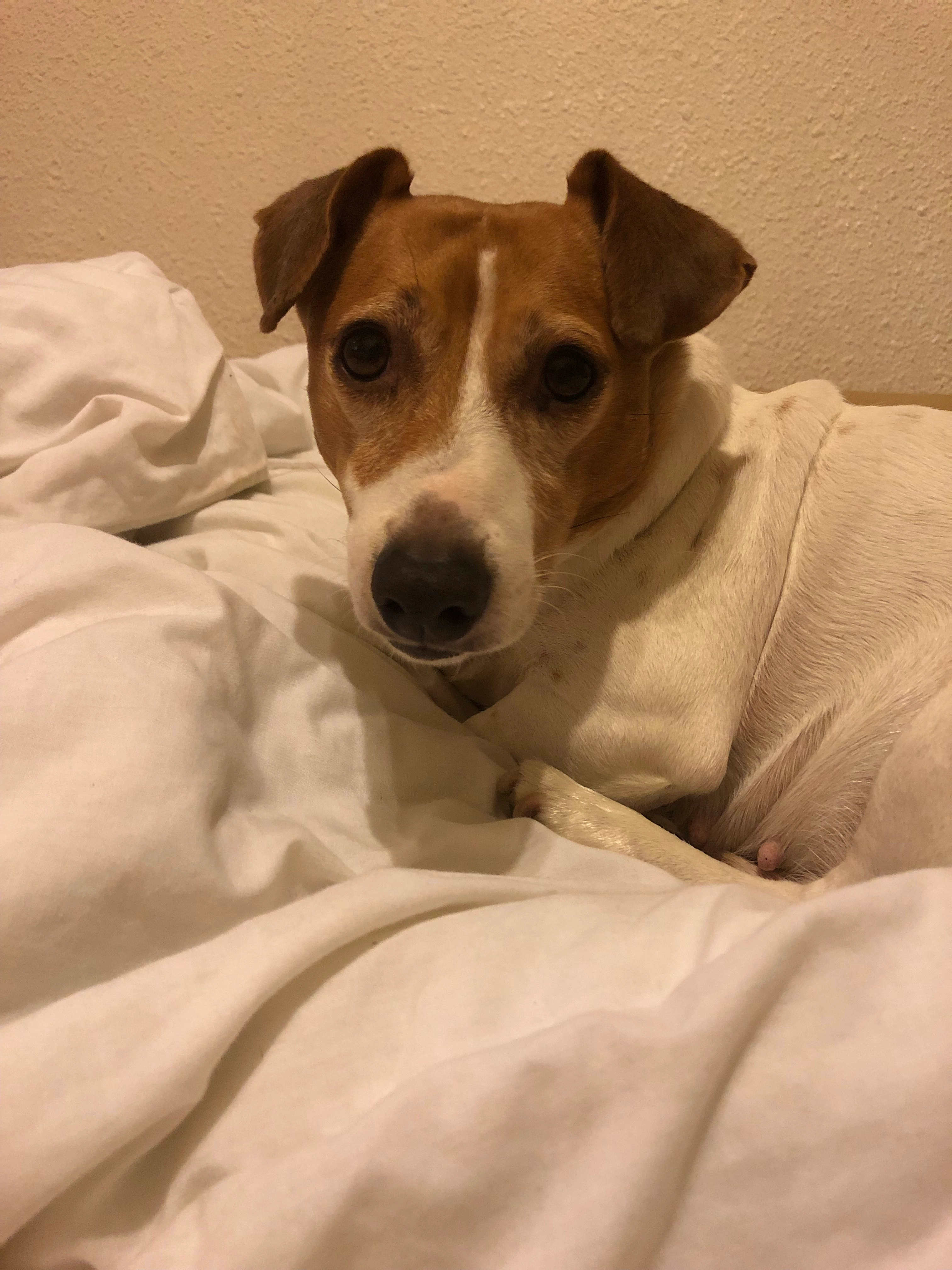 Max - Rue De La Monnaie, Montpellier