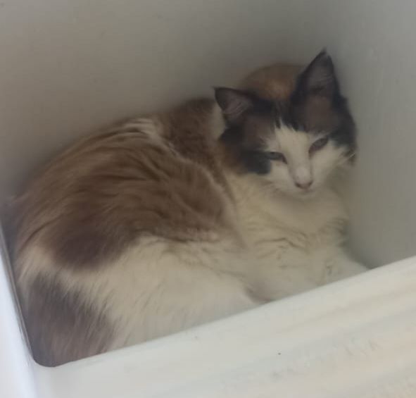 Misifú - Carrer De L'abellerol, Llinars del Vallès