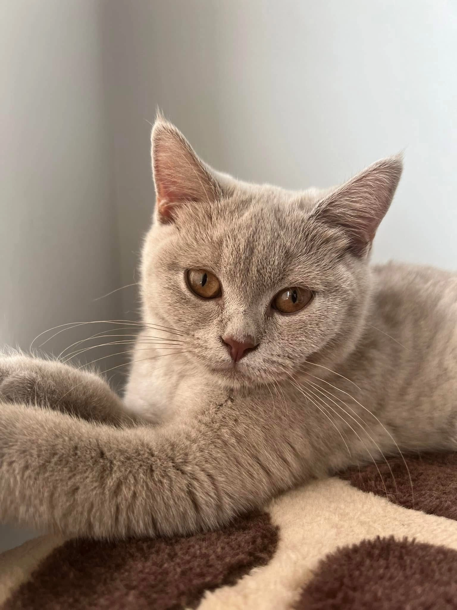 Minnie - 27 Marsh Meadow Way, Telford