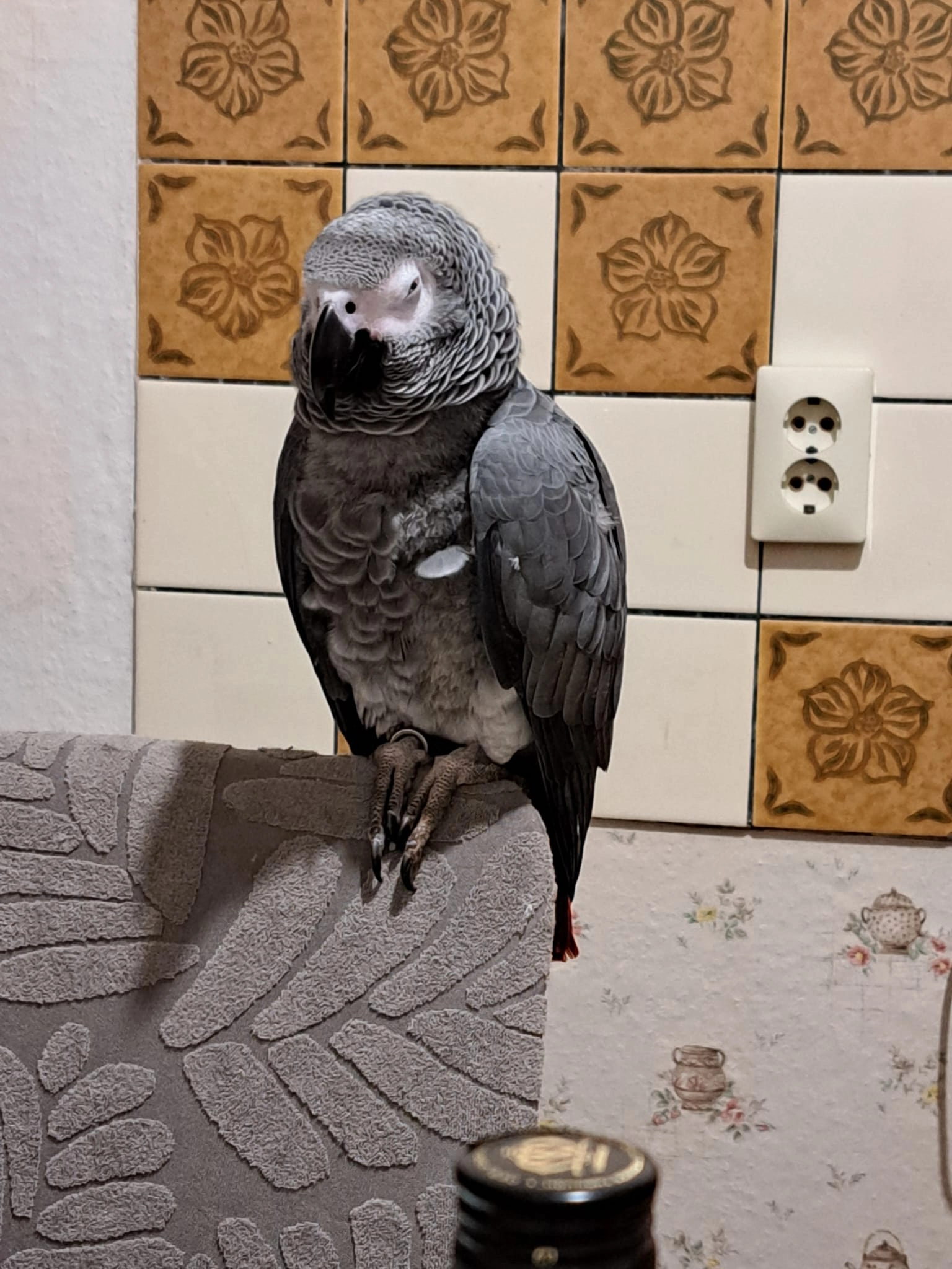 Chico - Schiebsdorf 22, Kasel-Golzig