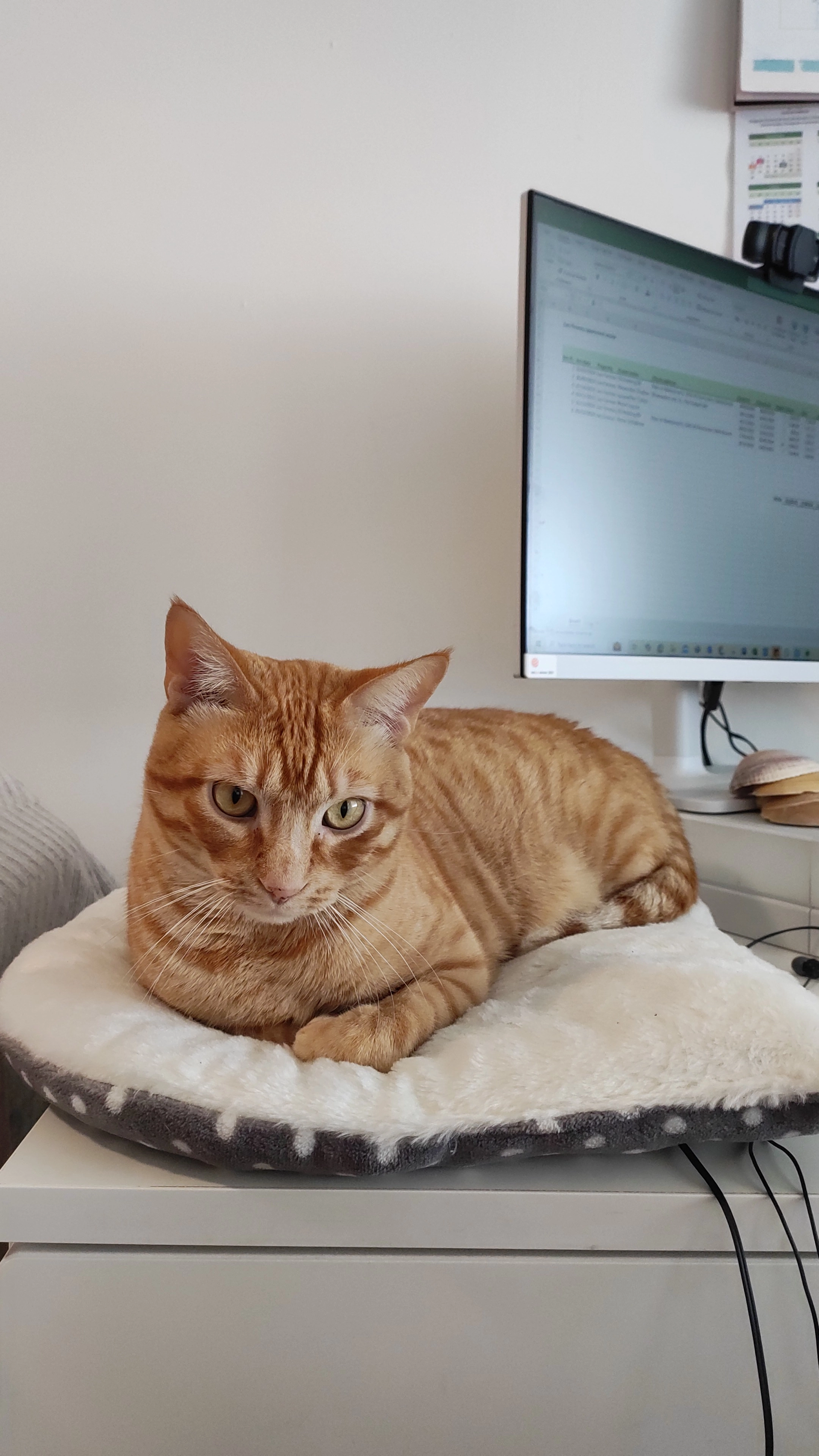 Simba - Urbanización Villa Rosa, Algeciras