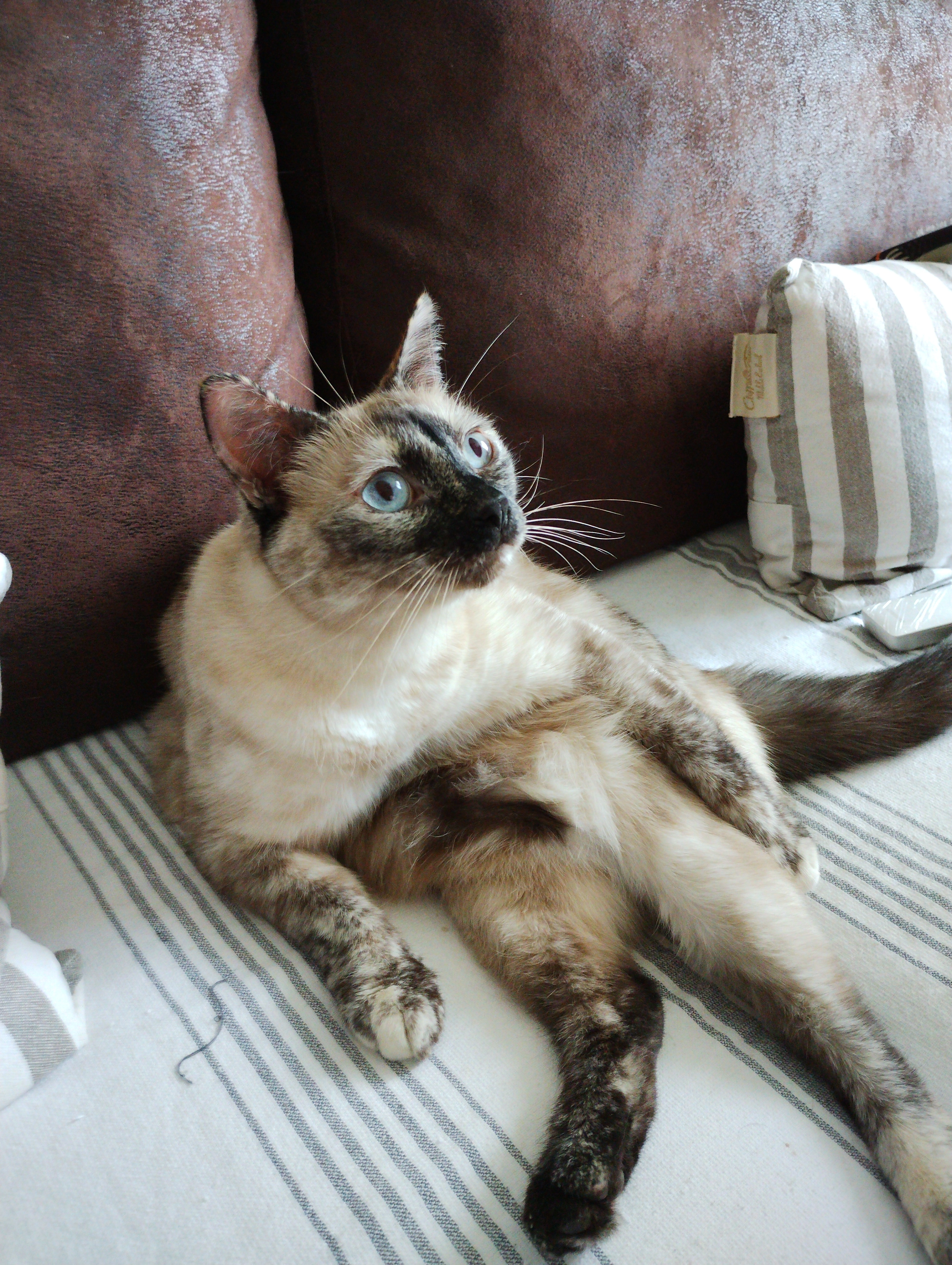 Louloute - Rue des Iris, Tonnay-Charente