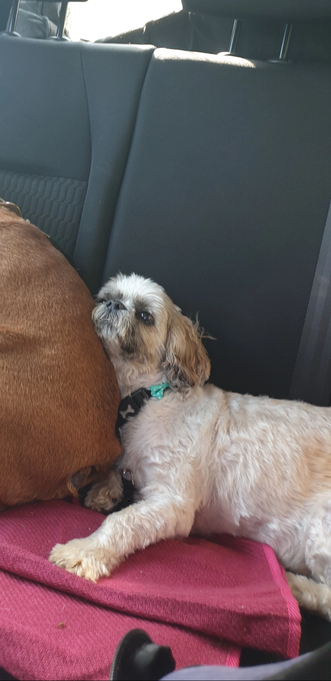 Stitch - Glyne Ascent, Bexhill-on-Sea