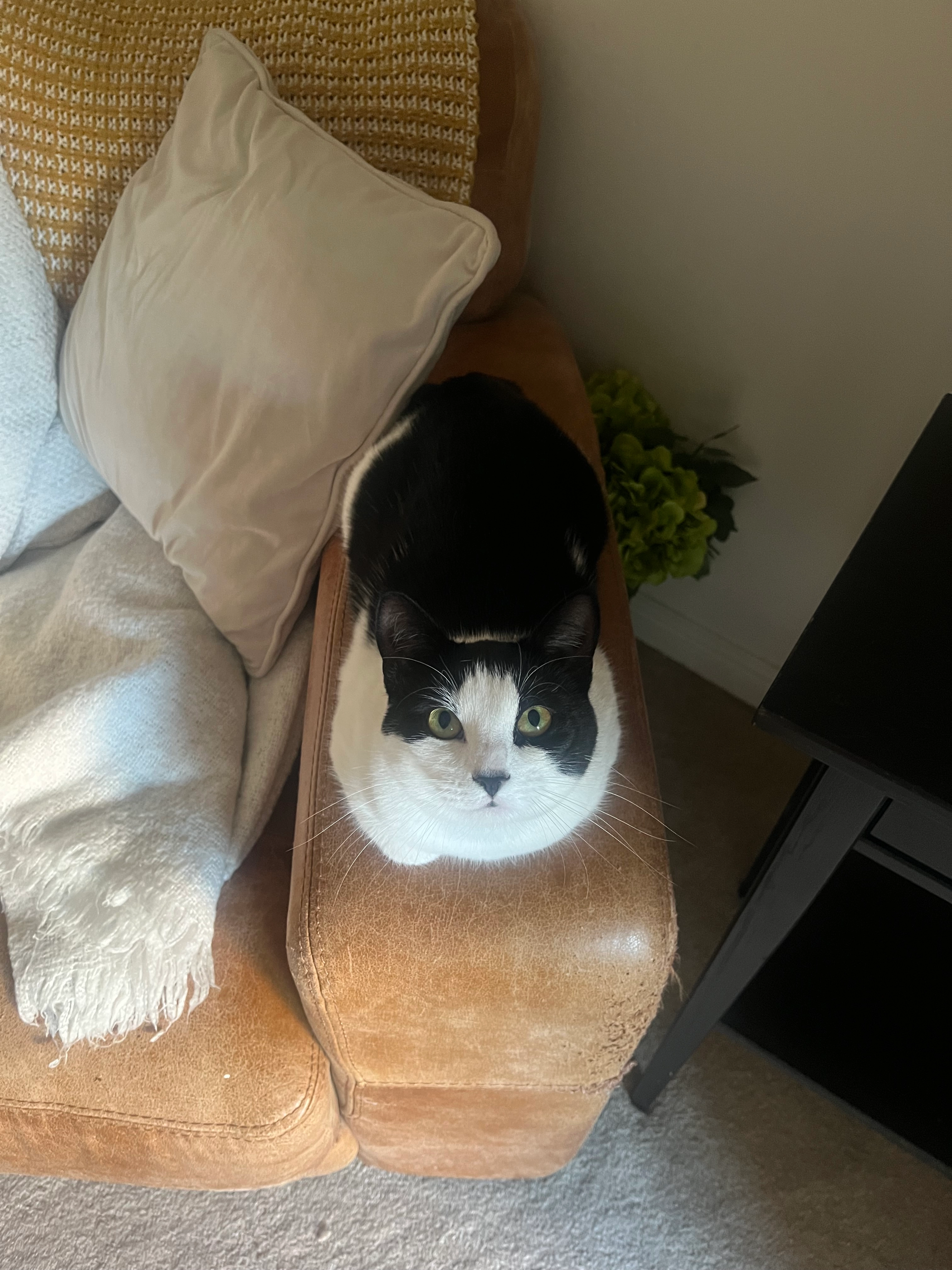 Belle - Banks Close, Ipswich